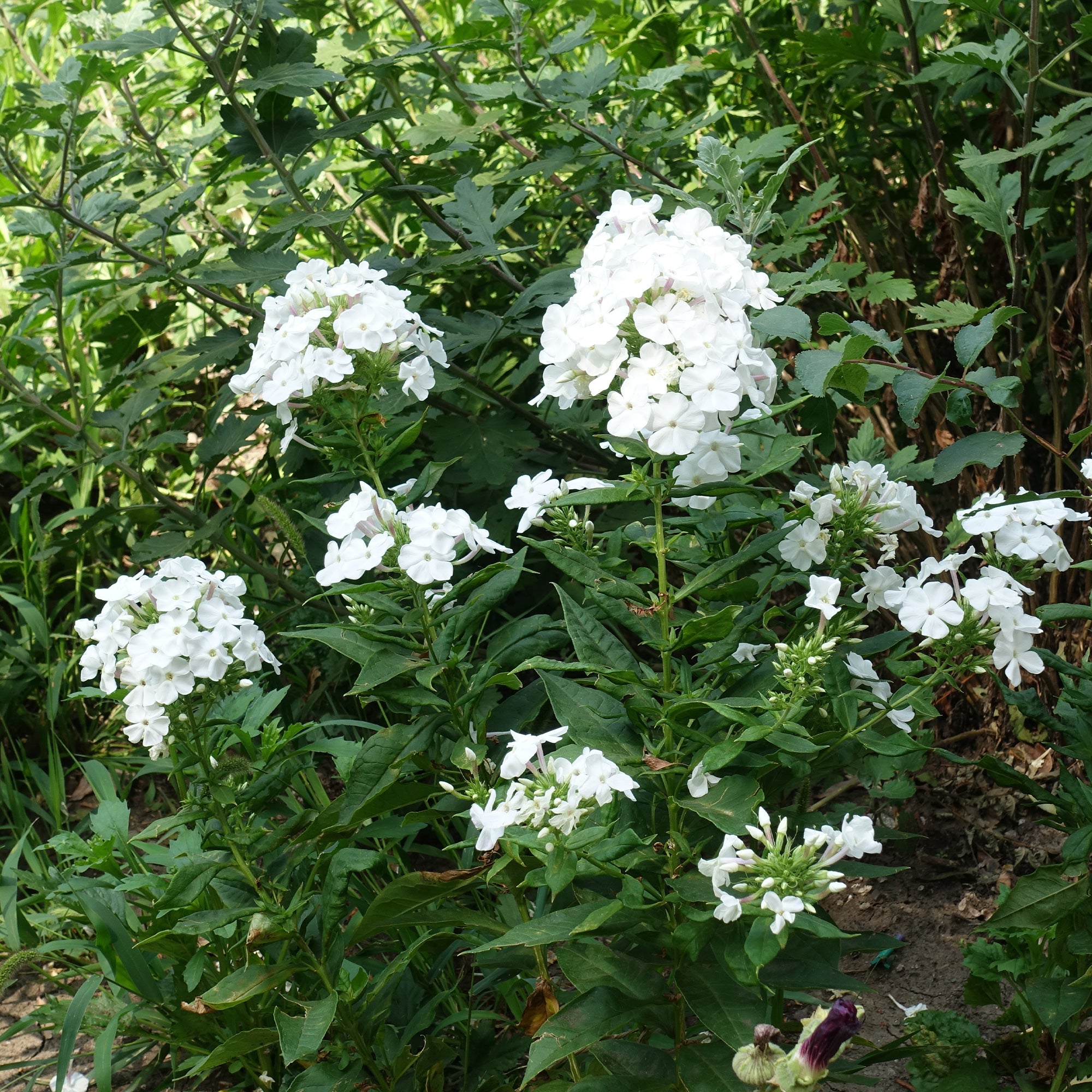 Bakker Phlox White Admiral vivace pot 9cm blanc