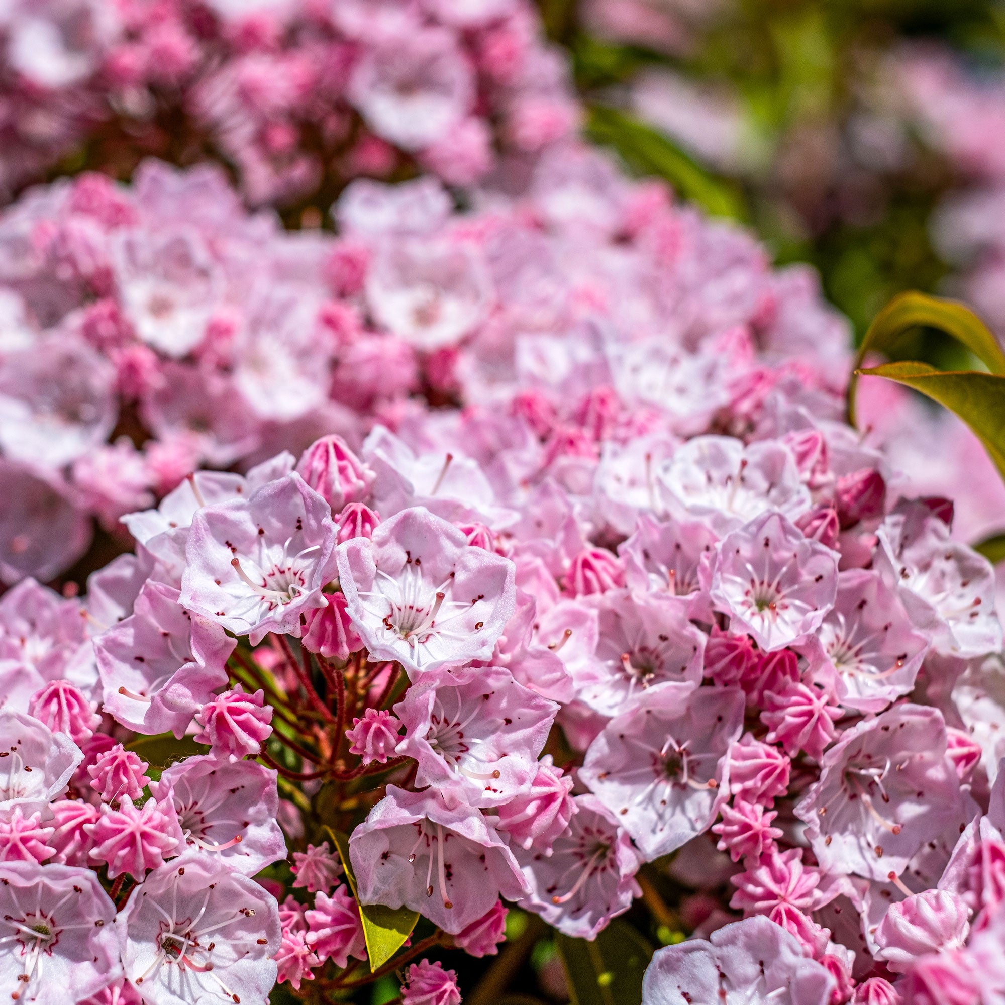 Bakker Laurier Montagnes Kalmia Arbuste Pot 3L 20-30cm