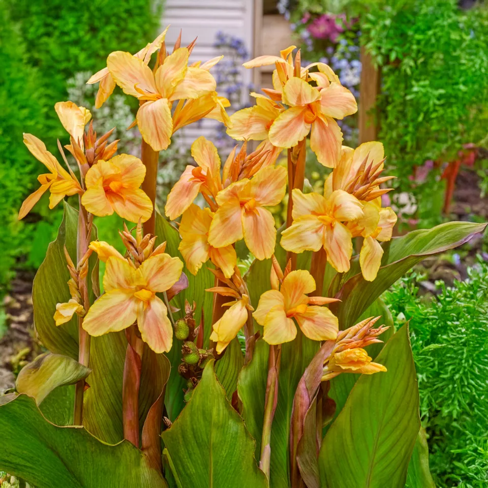 Bakker Bulbes à fleurs Mme Angèle Martin canna 3 bulbes saumon