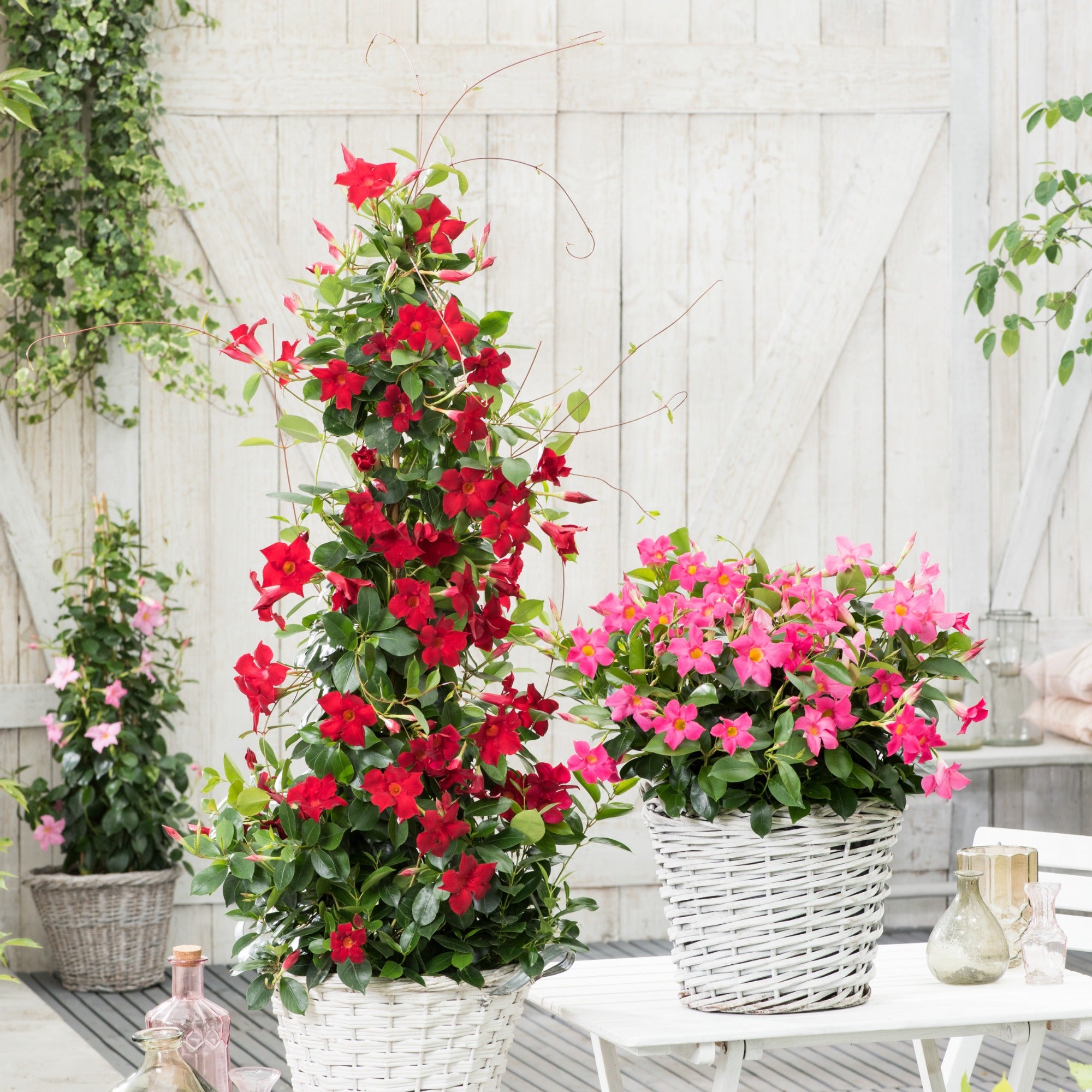 Bakker Dipladenia pyramide rouge Mandevilla pot 2L 40-50cm fleurs rouges
