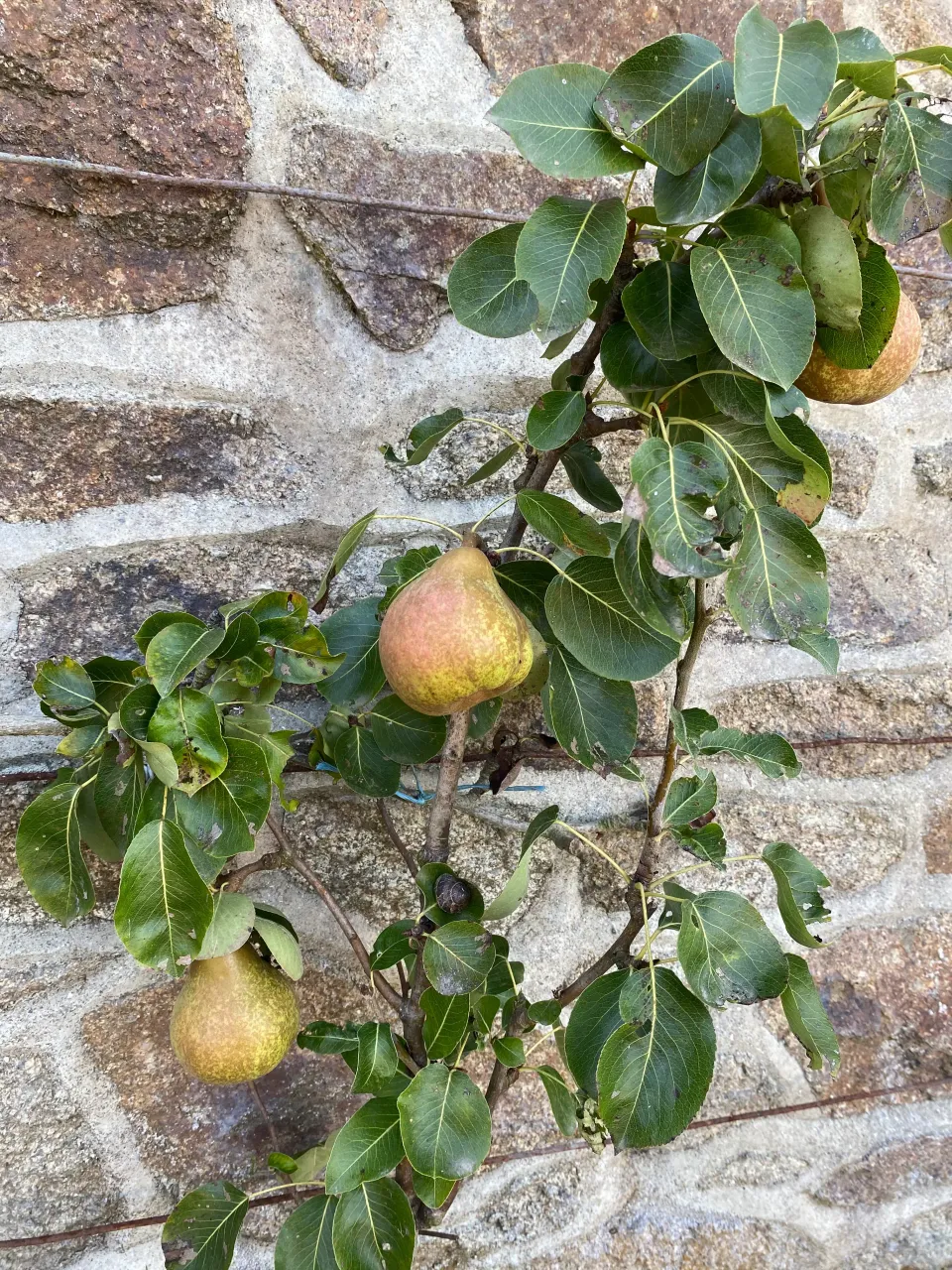 Michel Adam Super Comice poirier fruitier à planter
