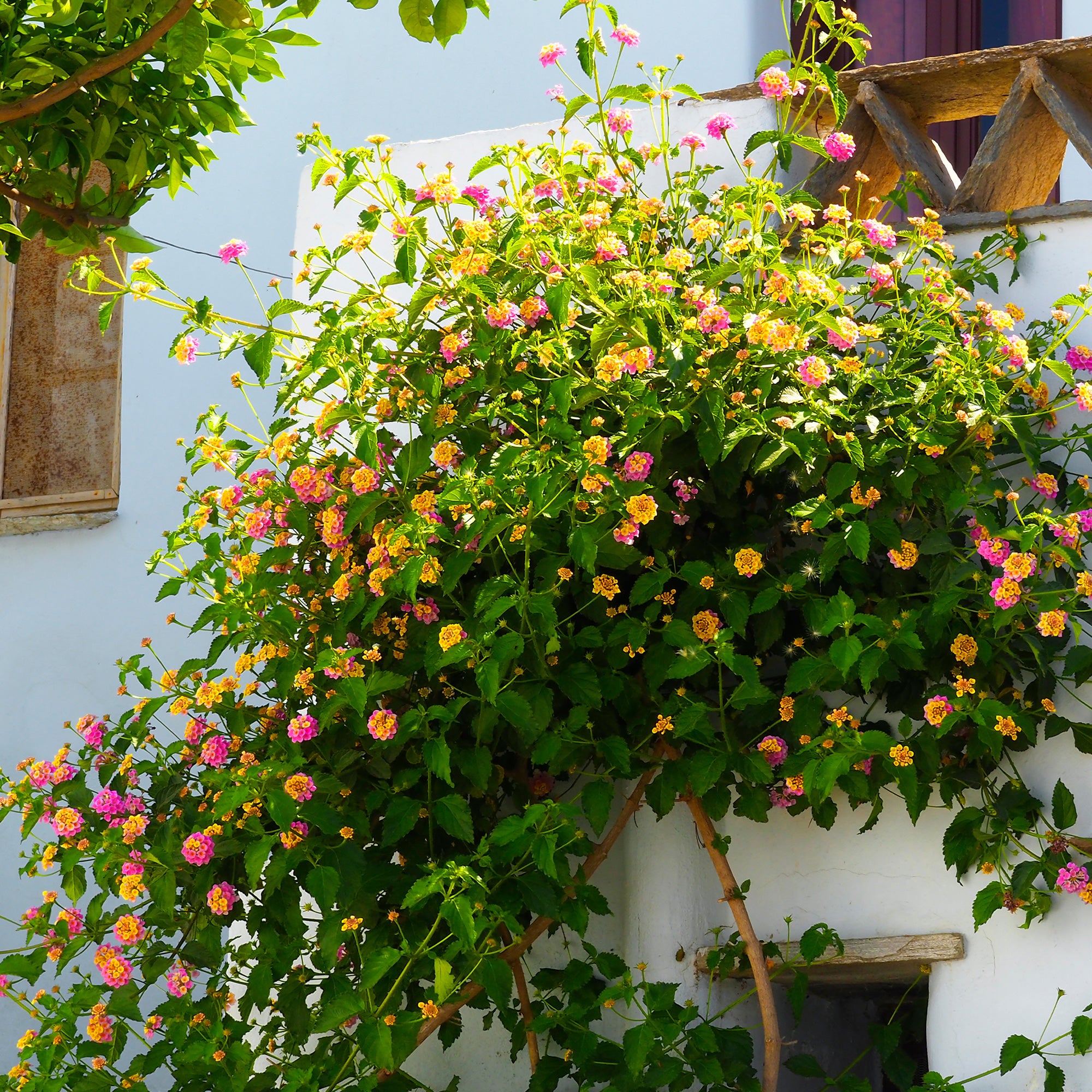 Bakker Lantana Passionfruit fleur terrasse 3 pots multicolore