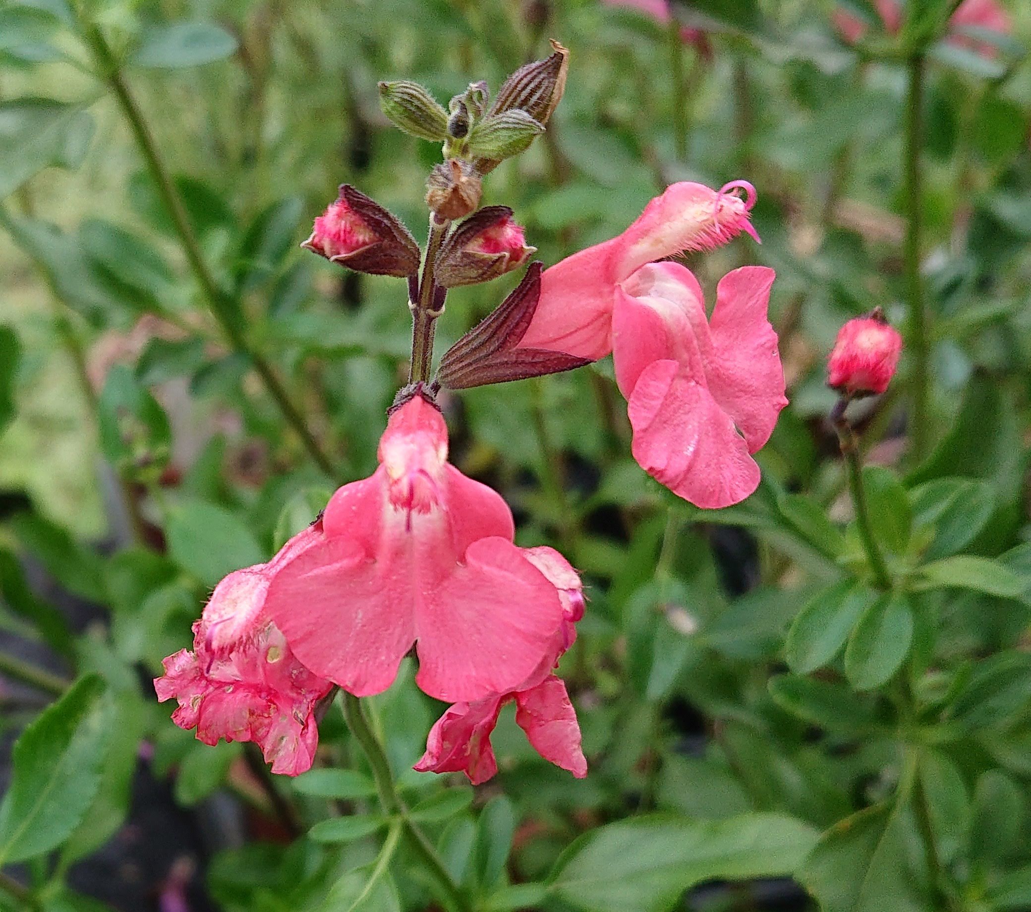 Passion Vivaces Salvia x jamensis 'La Siesta' sauge pot 1L rose