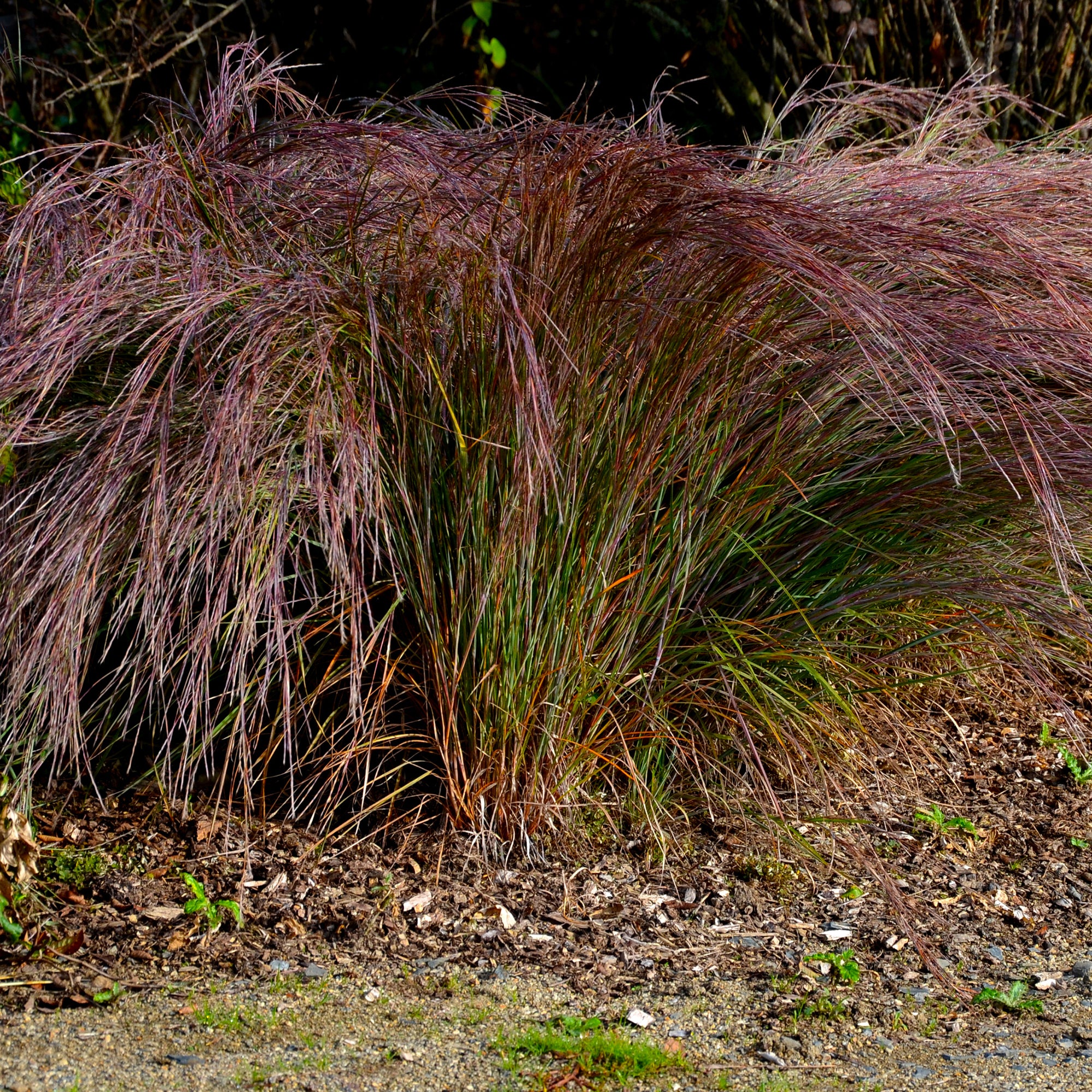 Bakker Plantes Andropogon Standing Ovation graminée pot 9cm