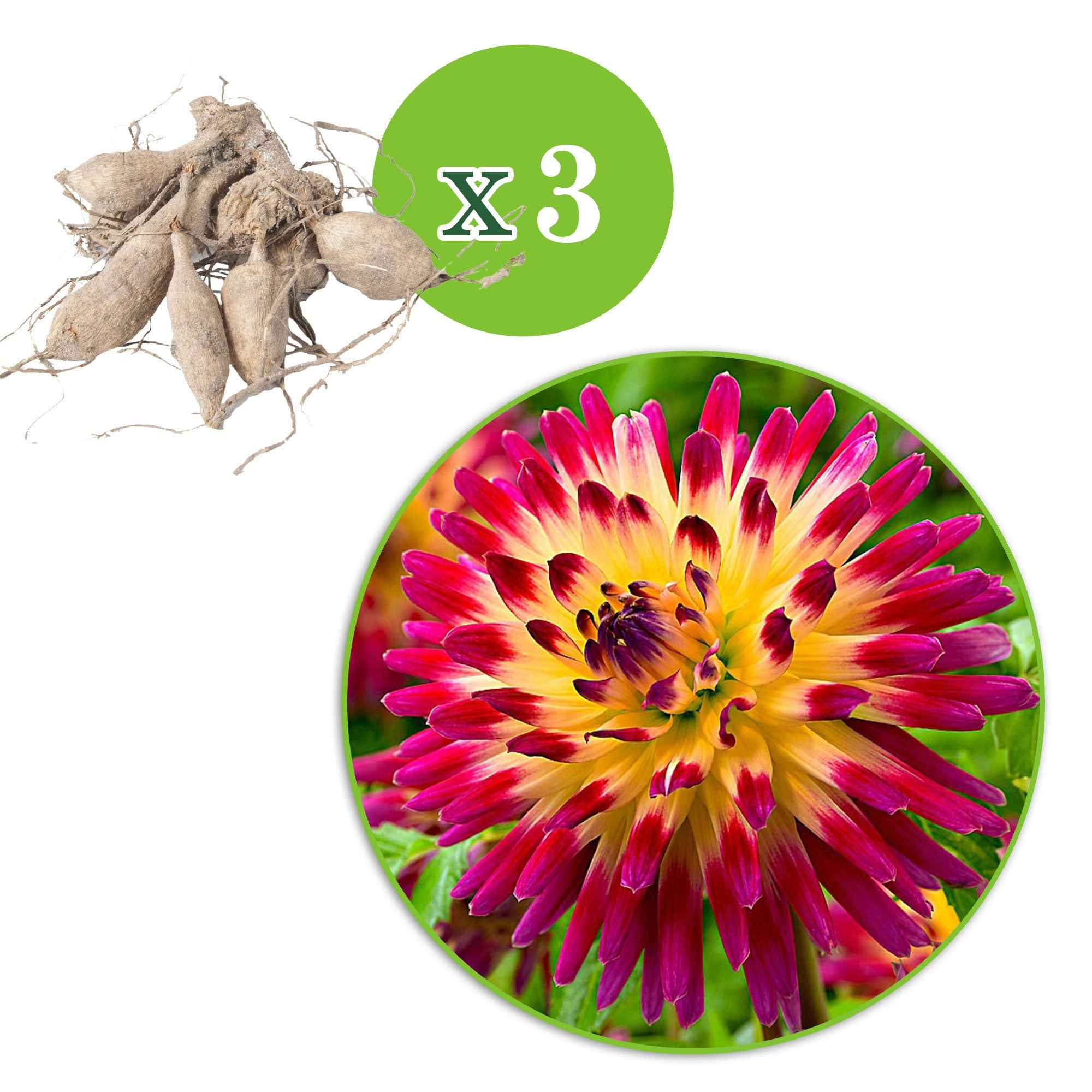 Bakker Dahlia Tahiti Sunrise cactus sachet 3 bulbes