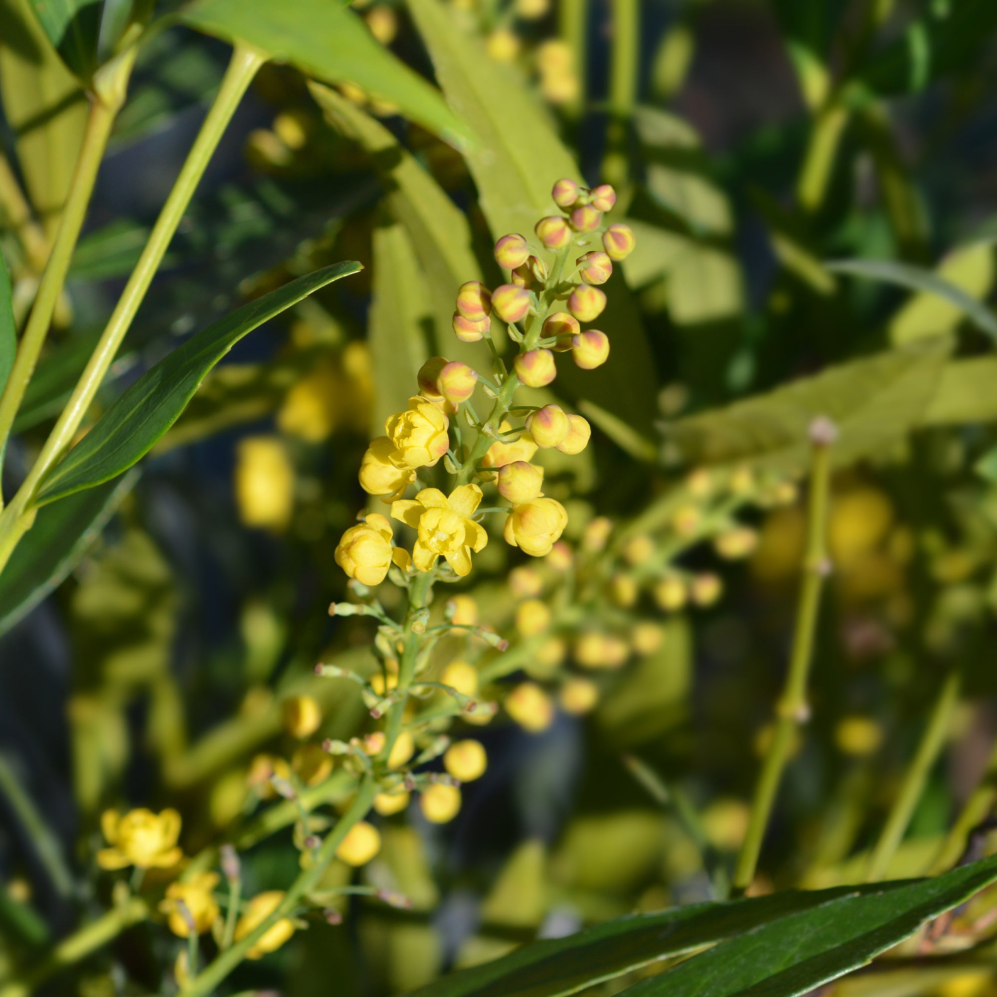 Bakker Arbustes Mahonia Narihira arbuste godet 9cm persistant