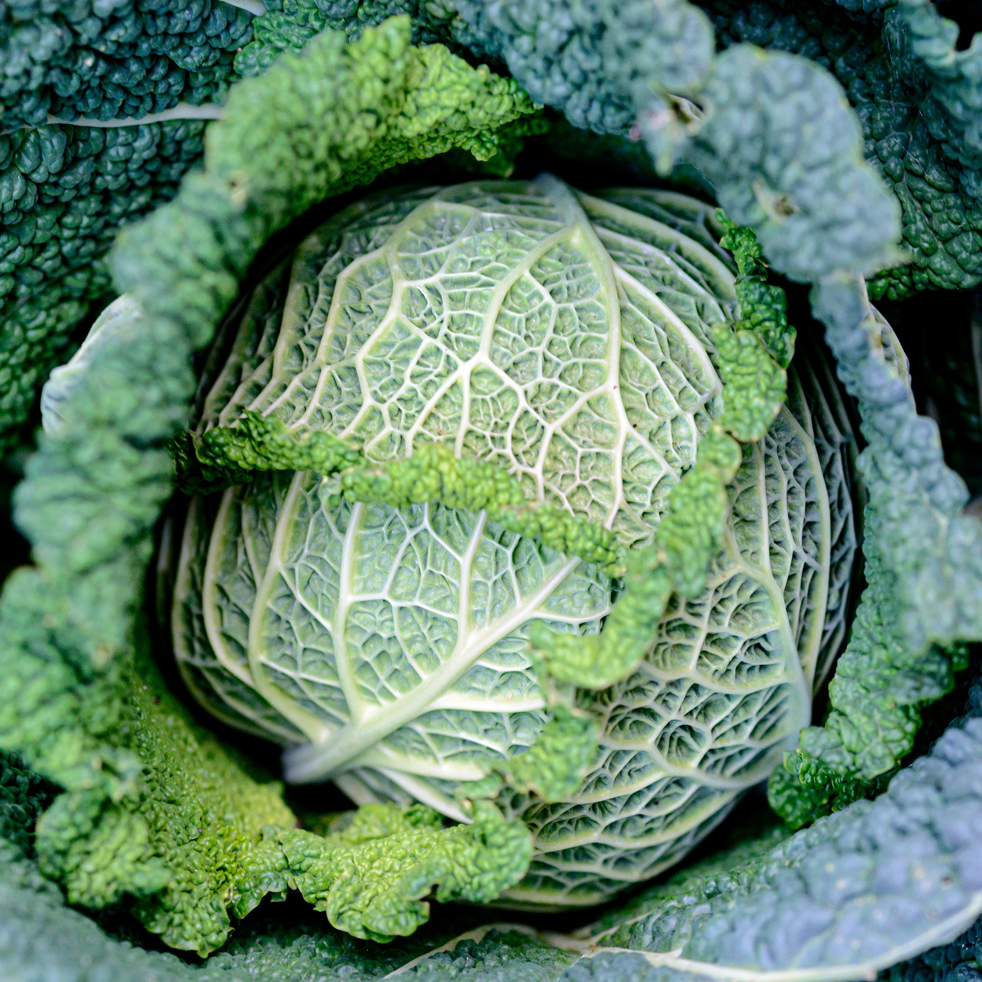 Bakker Chou de Milan Manon F1 plant 6 mottes 7cm potager