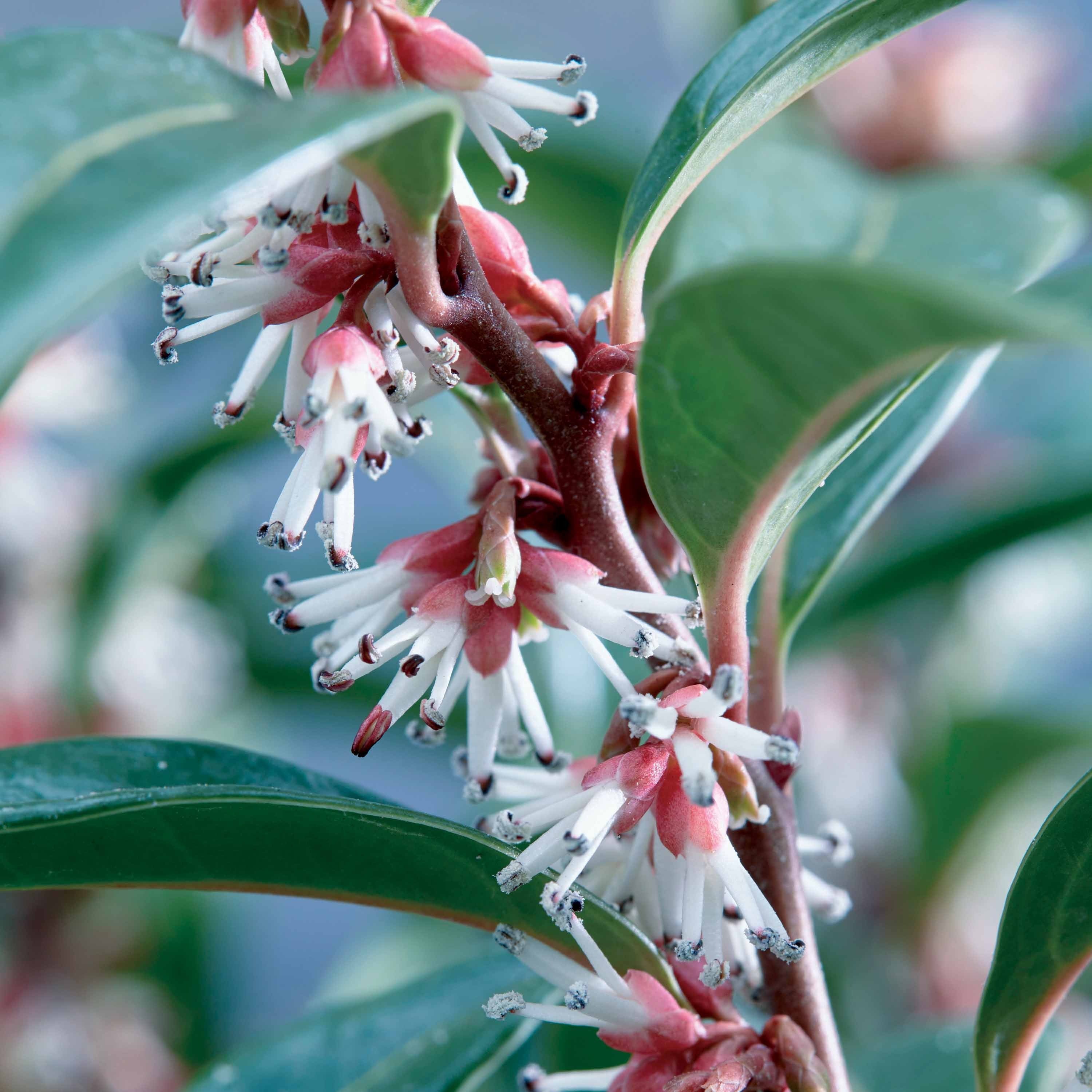 Bakker Winter Gem sarcococca arbuste pot ombre parfumé