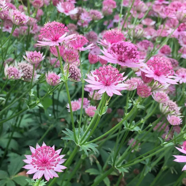Bakker Rosea Purple Joyce astrance vivace 6 racines nues mélange