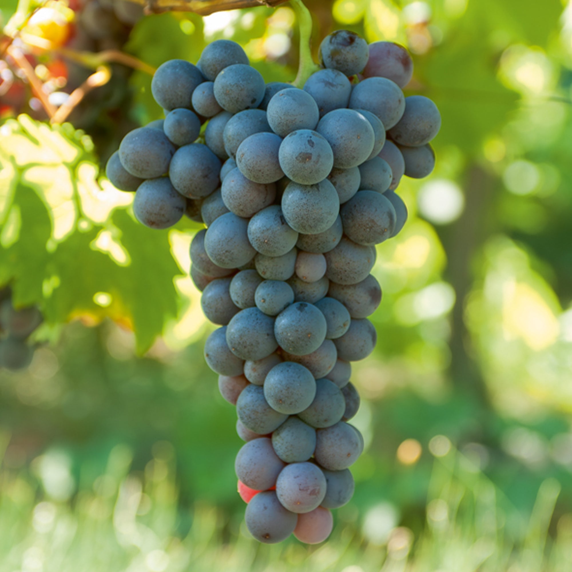 Bakker Muscat de Hambourg vigne raisin noir motte 2 ans 30-40cm
