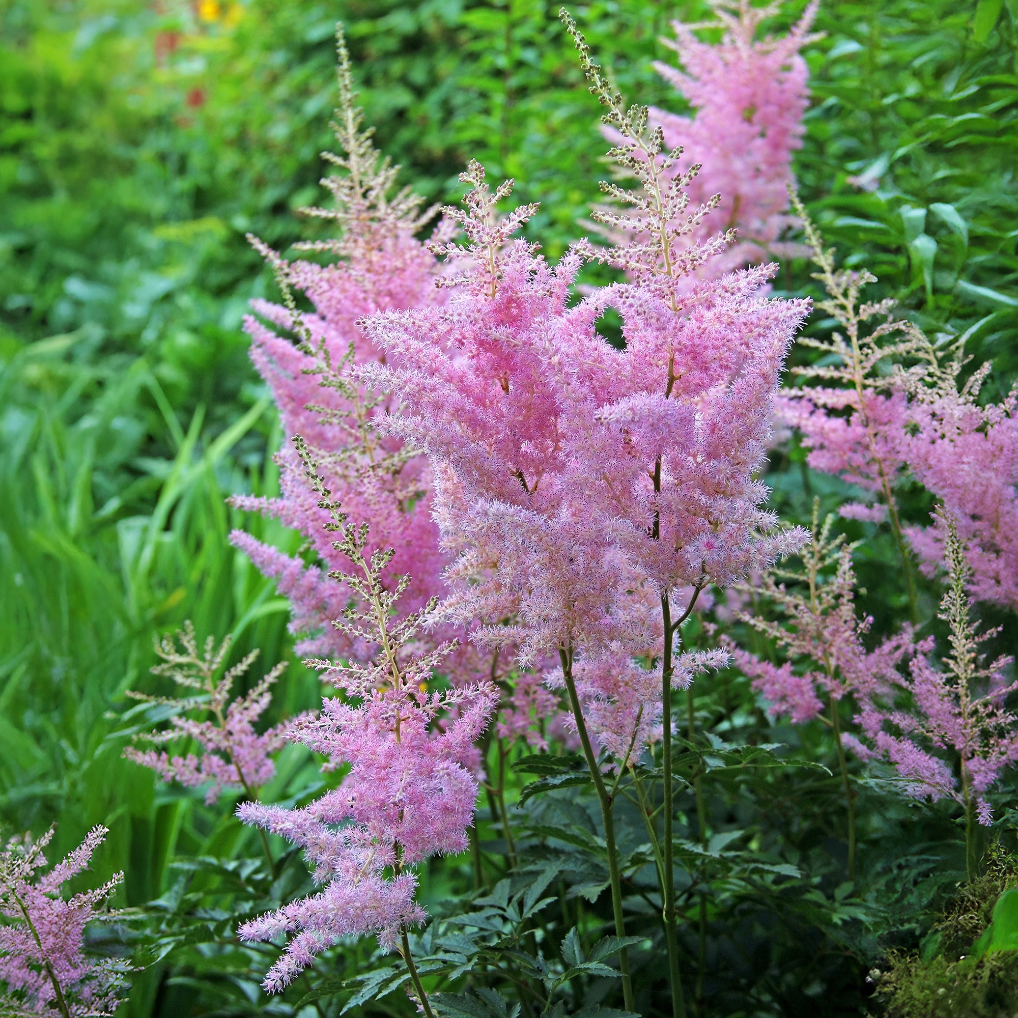 Bakker Astilbe Anita Pfeifer plante vivace pot 8cm rose
