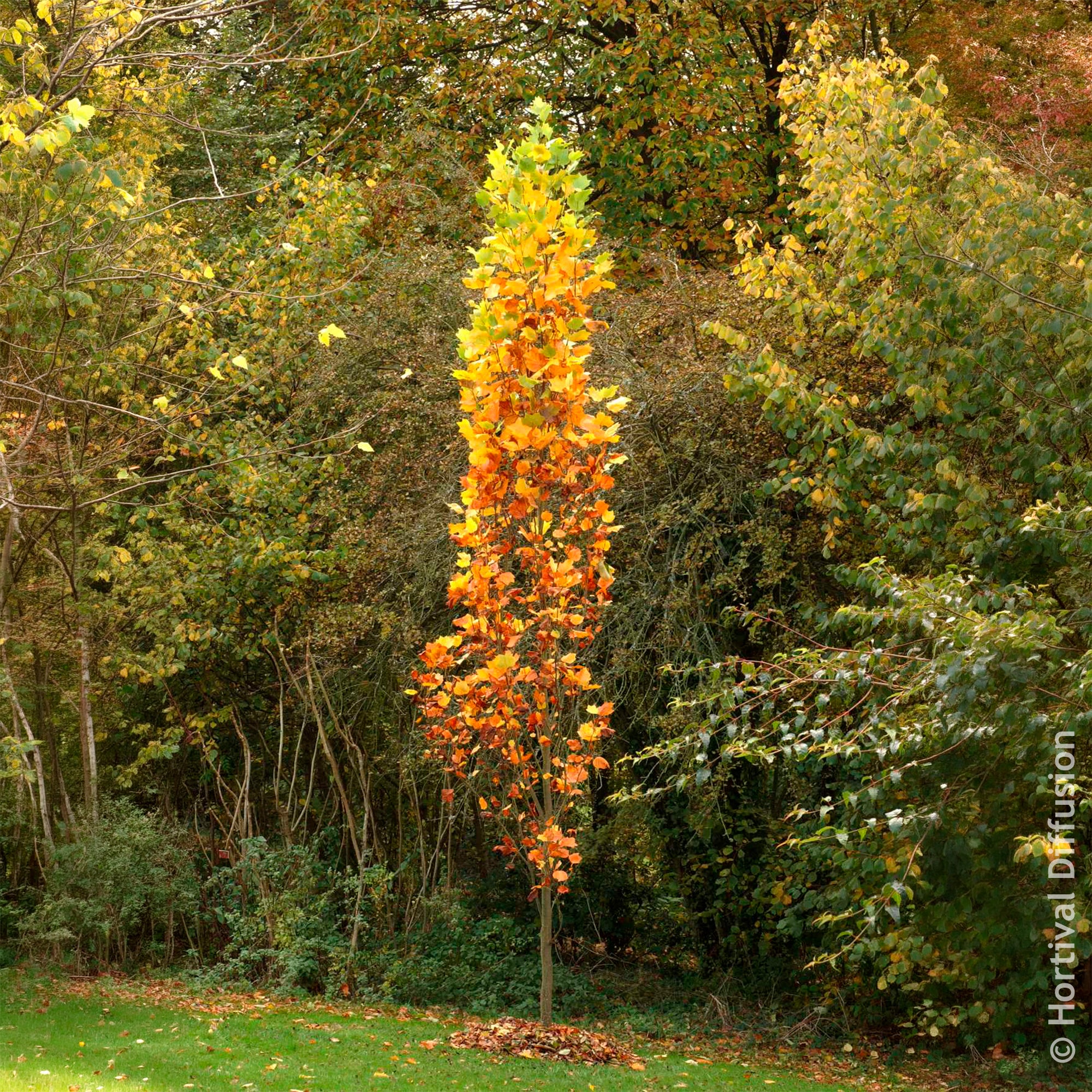 Bakker Arbustes Tulipier de Virginie Fastigiatum jaune 4,5L