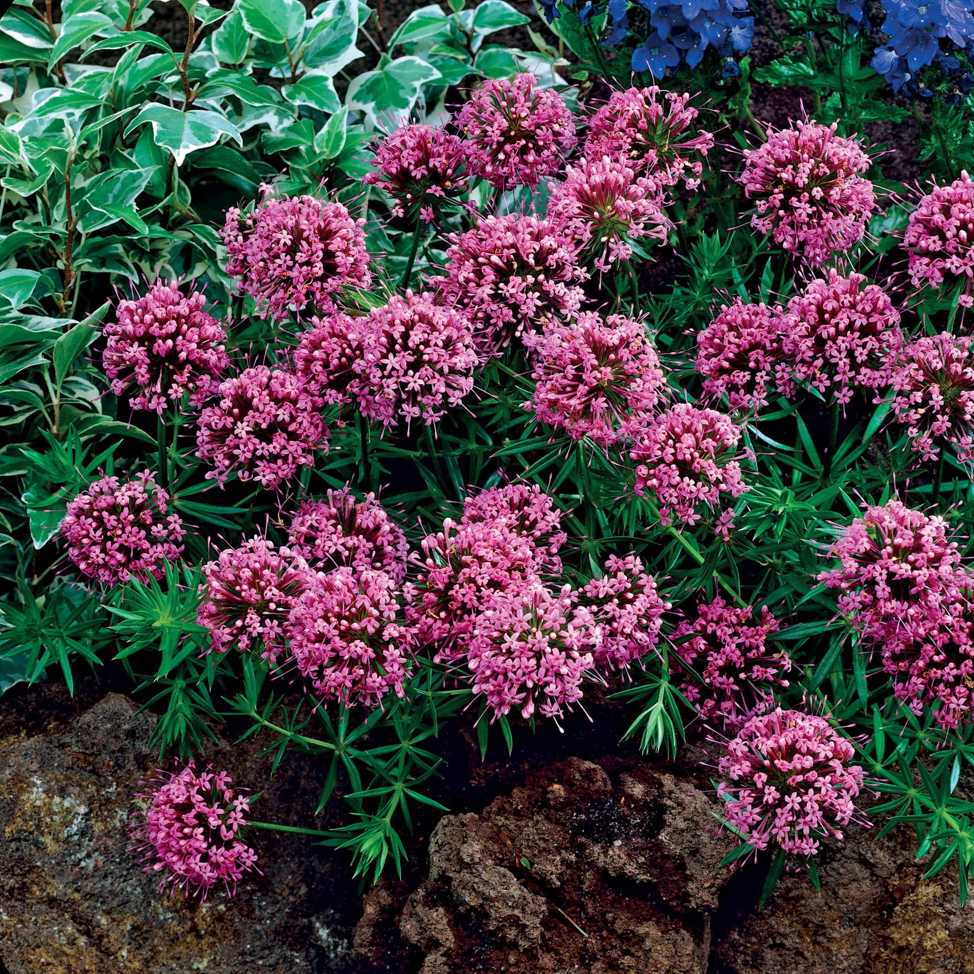 Bakker Vivaces Crucianelle Phuopsis vivace pot 9cm couvre-sol rose