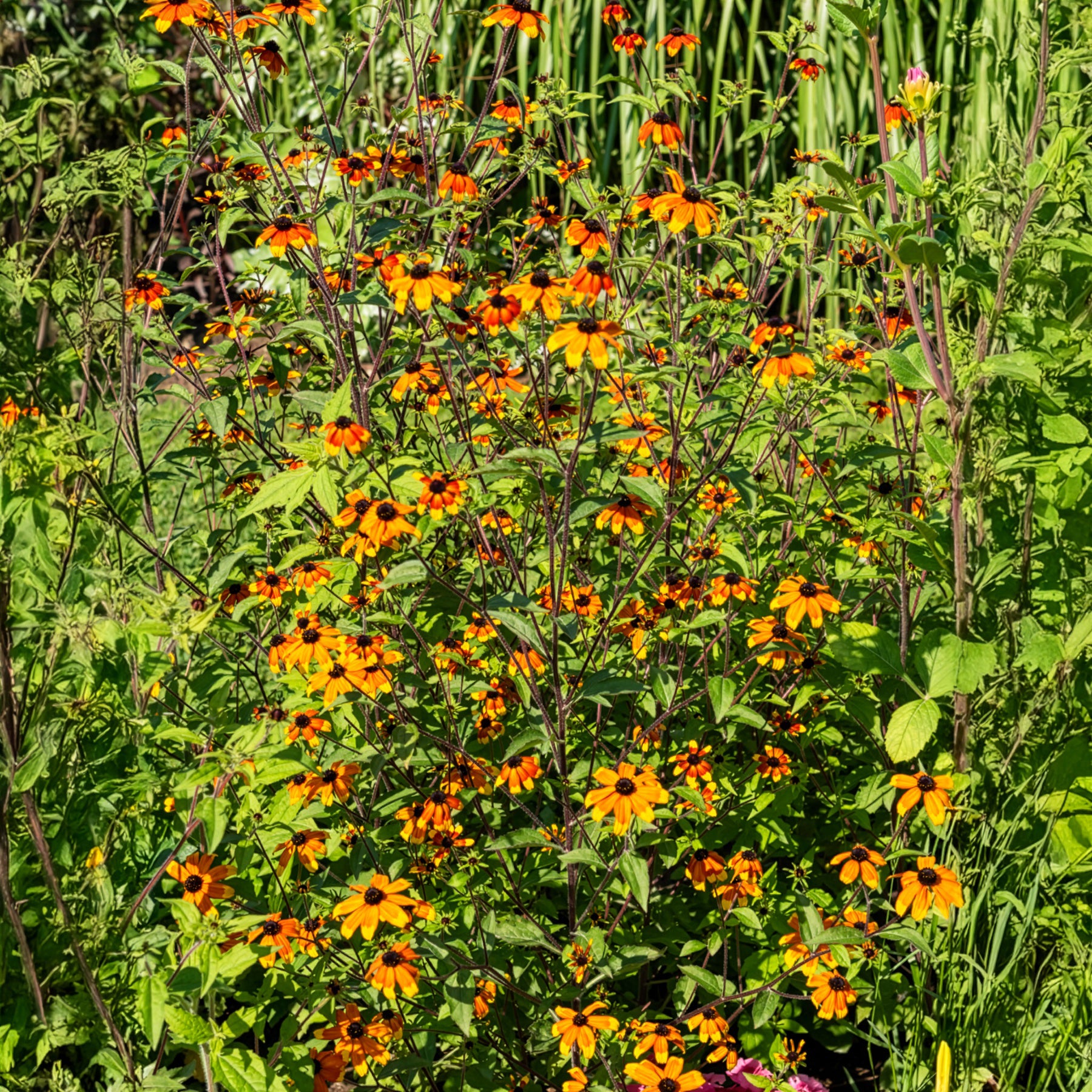 Bakker Rudbeckia Prairie Glow orange pot 9cm soleil