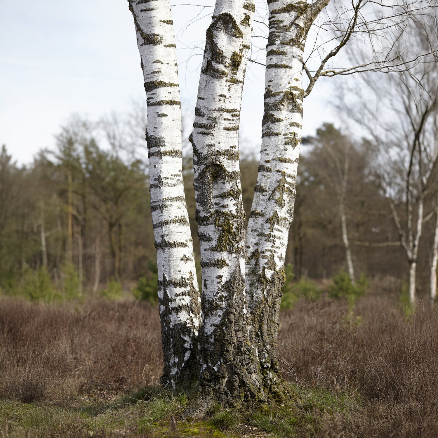 Bakker Bouleau pubescent arbre pot 2L 60-80cm écorce blanche