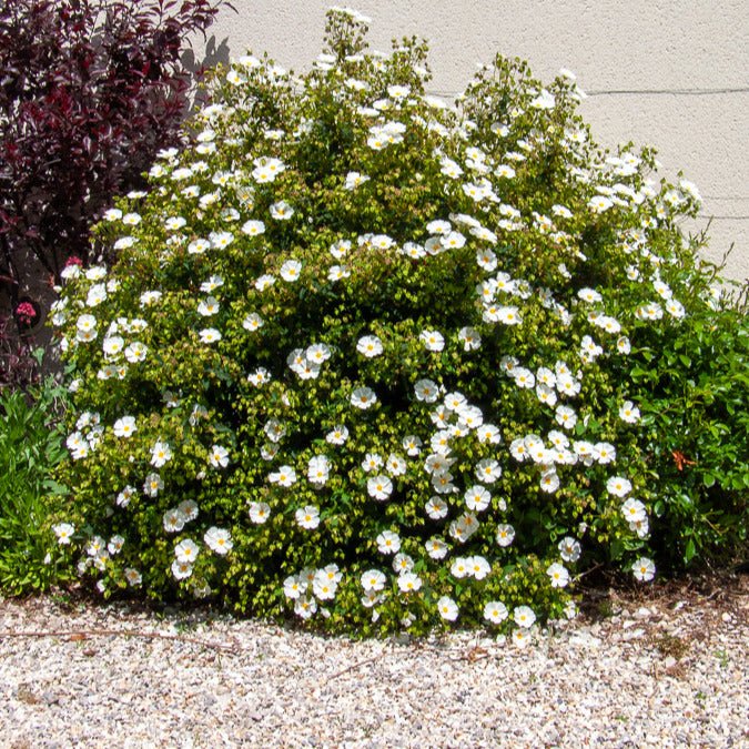 Bakker Arbustes Ciste des Corbières arbuste pot 8cm blanc
