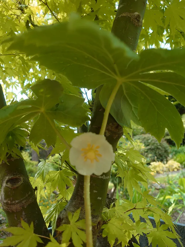 Passion Vivaces Podophyllum peltatum Pomme de mai godet sous-bois