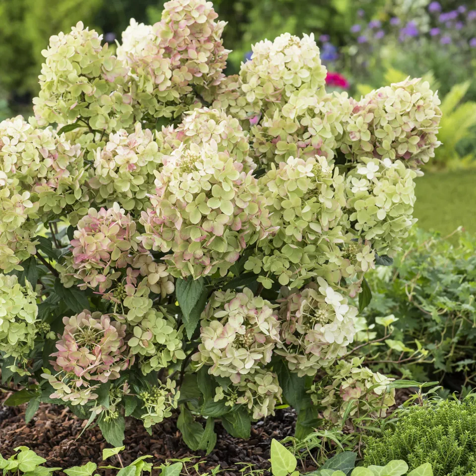Bakker Petite Star hortensia paniculé blanc pot 8cm