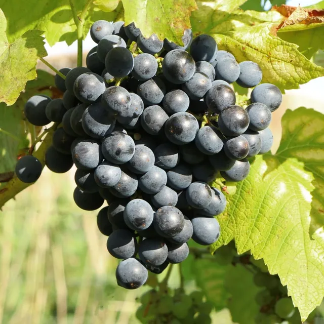 Bakker Vigne muscat bleu fruitier motte 2 ans 30-40cm