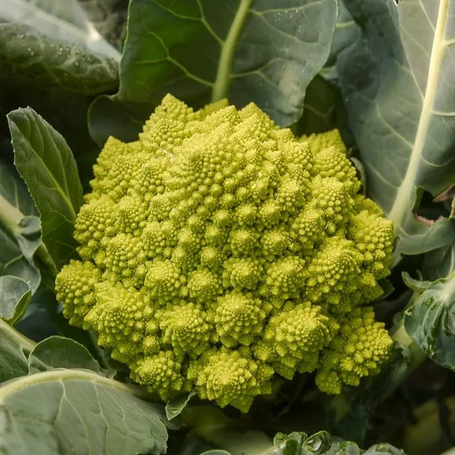 Bakker Potager Chou brocoli Romanesco graines 1g