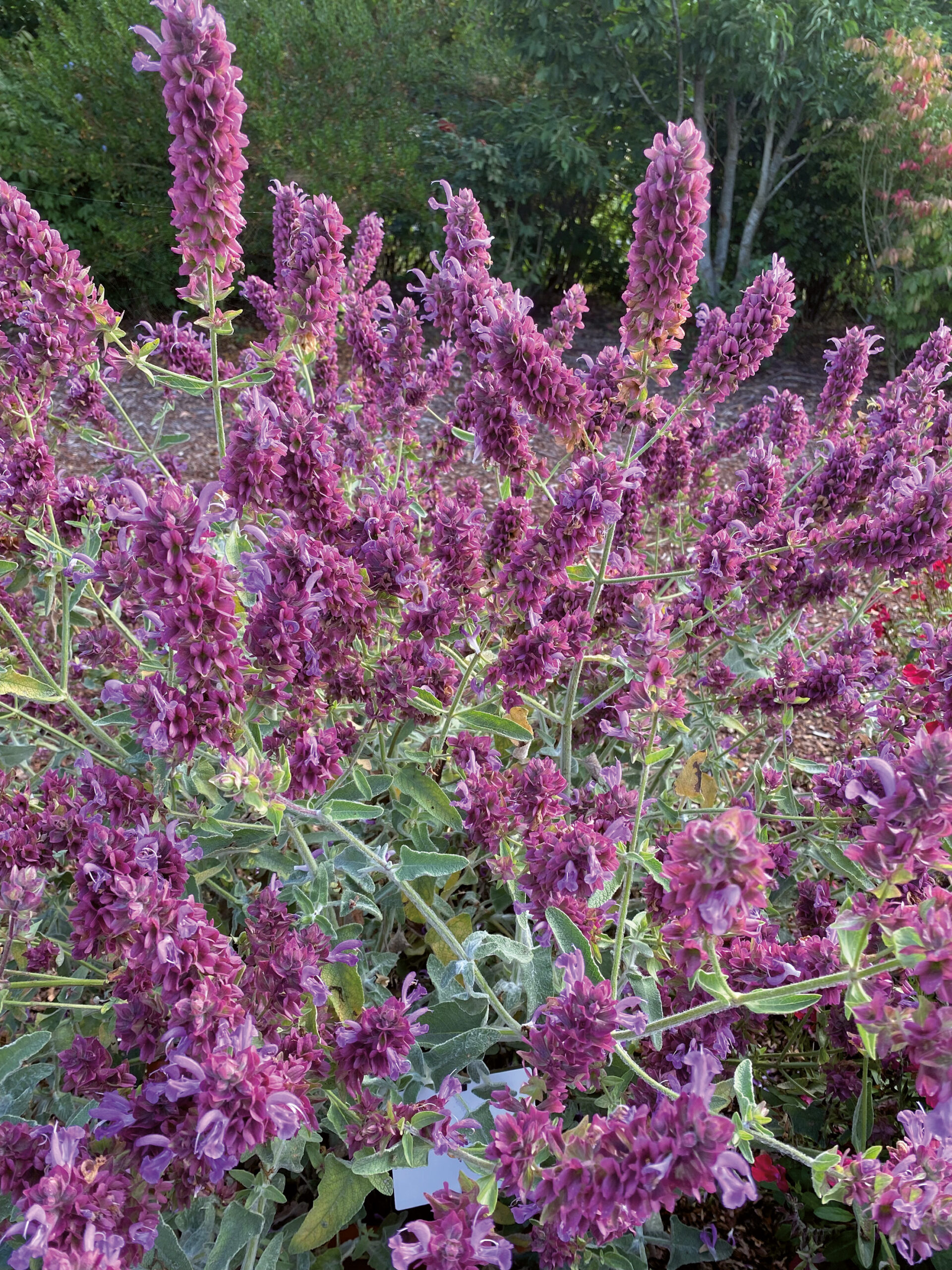 Pépinières Ripoche Salvia Lancelot sauge violette