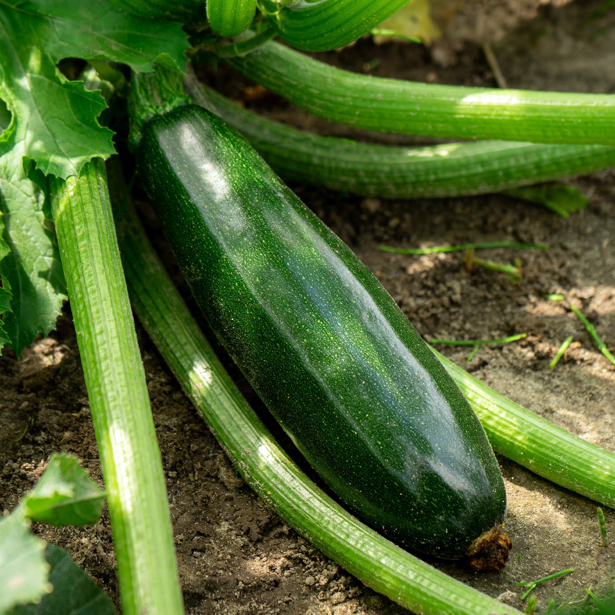 Bakker Tarmino F1 plant courgette verte 3 plants