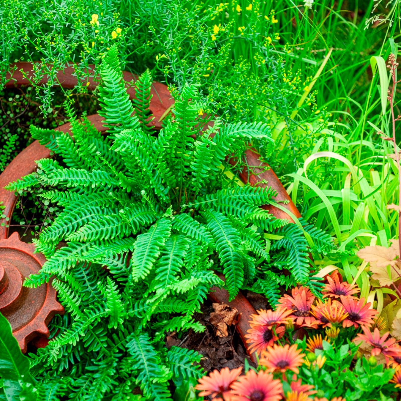 Bakker Plantes vivaces Blechnum en épi fougère pot Ø 9cm ombre