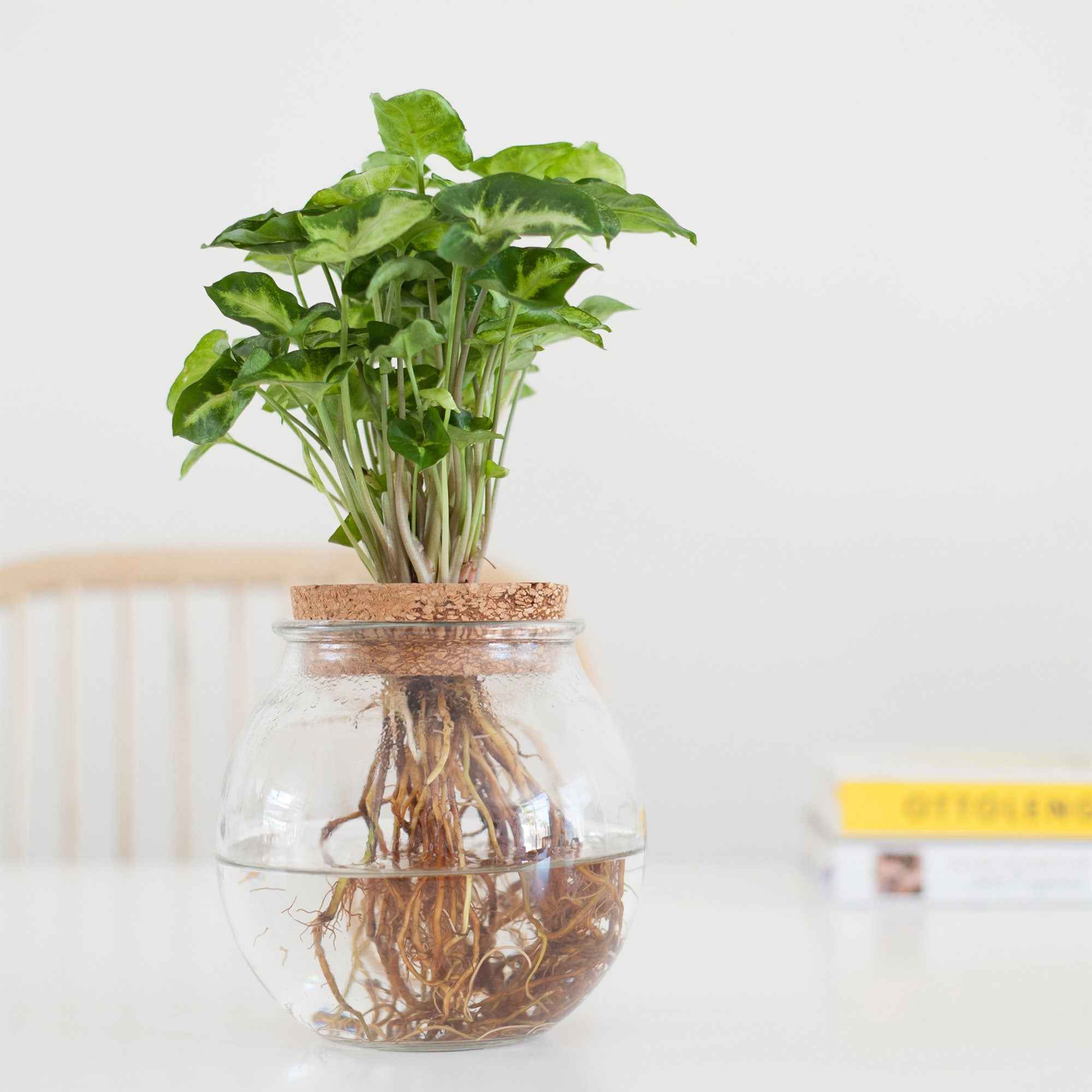 Bakker Syngonium plante grimpante racine nue 25-35cm