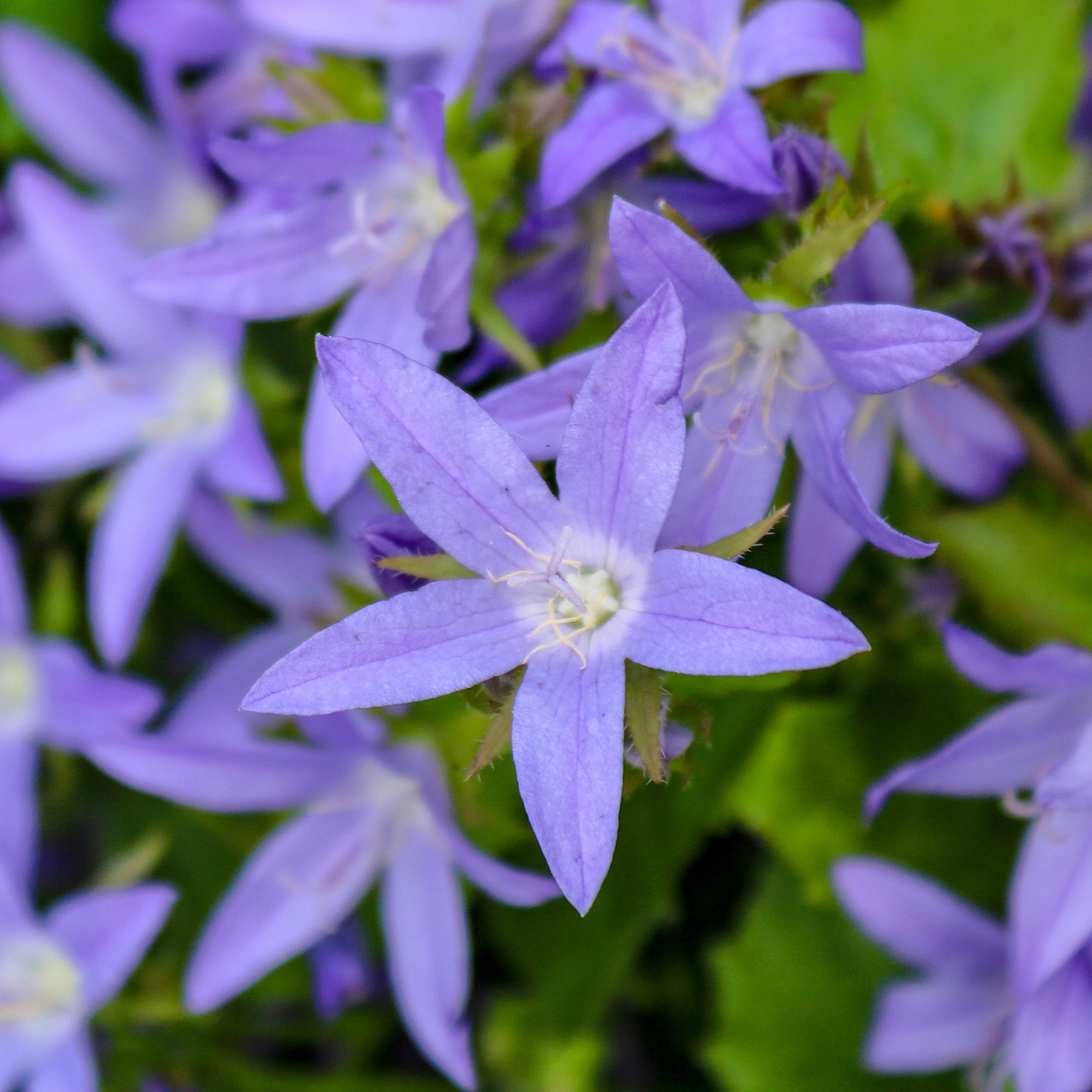 Bakker Campanule des murets Stella vivace pot 9cm violet