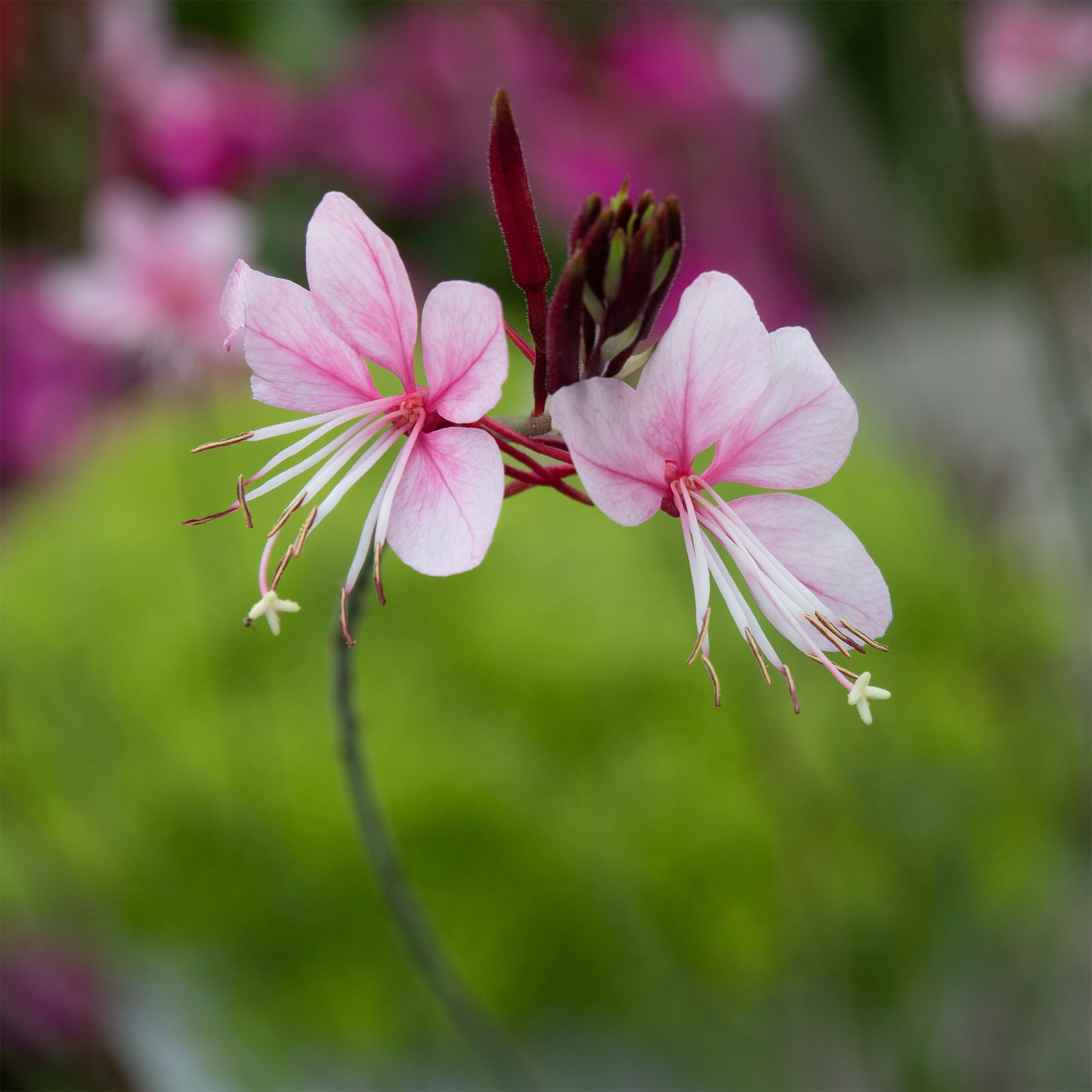 Bakker Gaura Siskiyou Pink vivace rose lot 2 pots 9cm