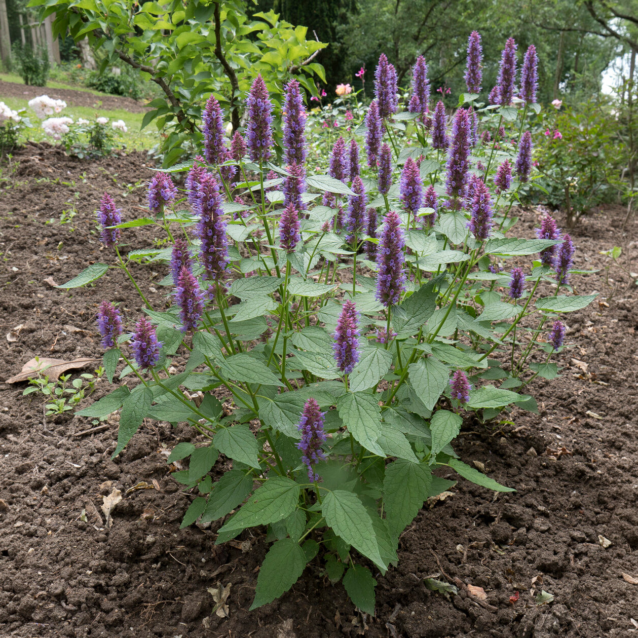 Bakker Agastache Beelicious Purple vivace violet pot 9cm