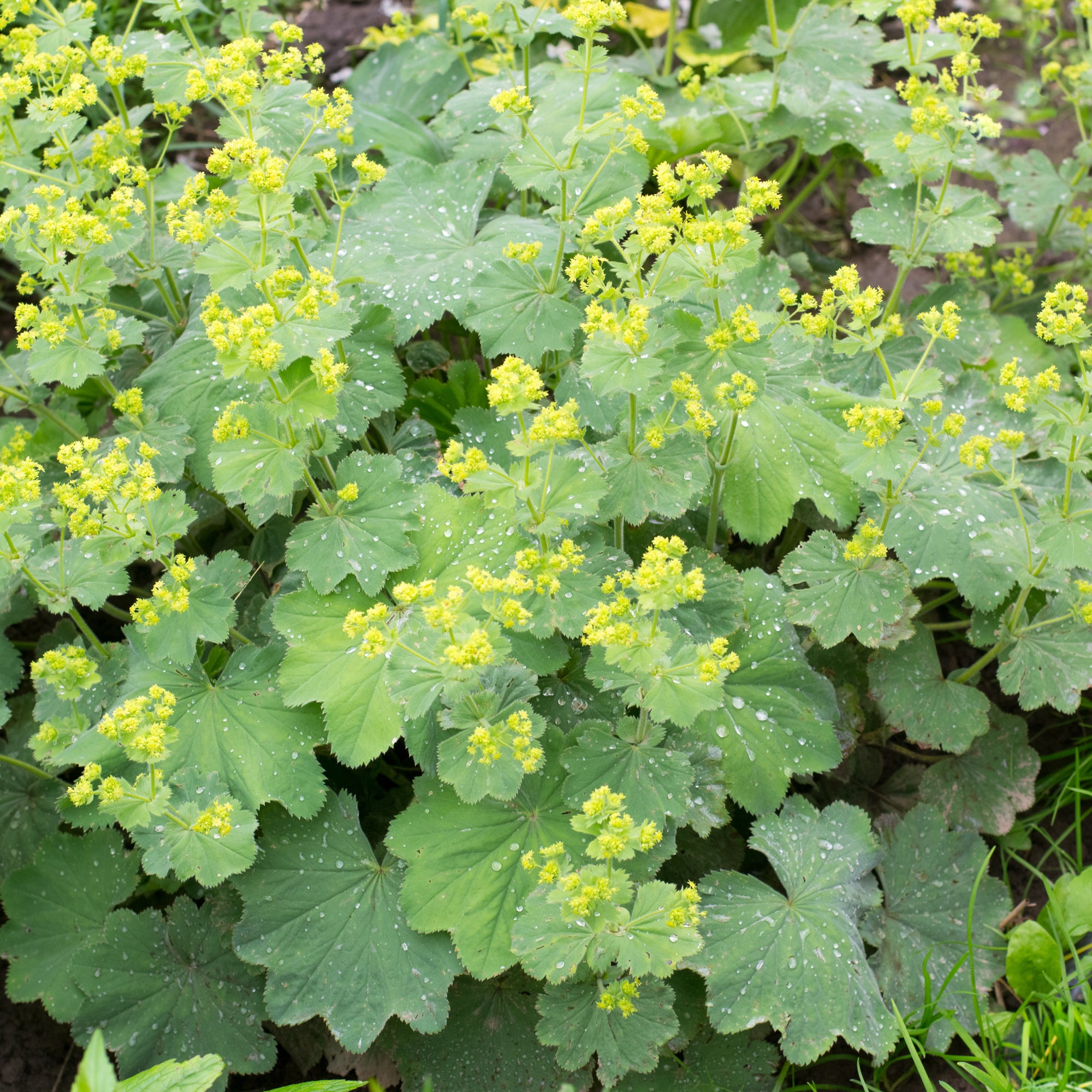 Bakker Alchemilla vulgaris vivace pot 9cm fleurs jaunes