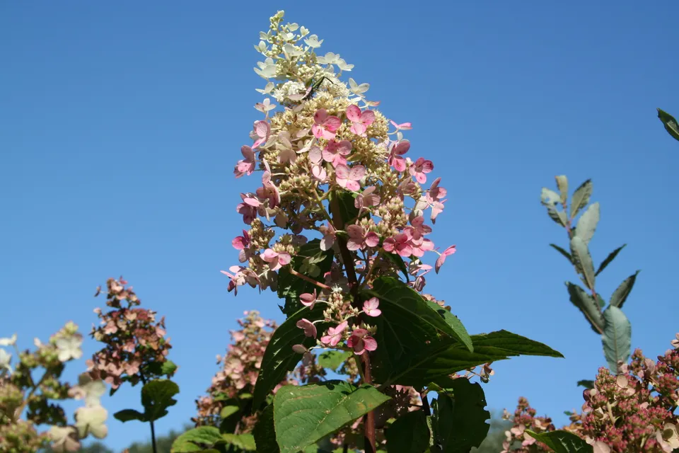 Les Hortensias du Haut Bois Pink Diamond Hortensia Godet