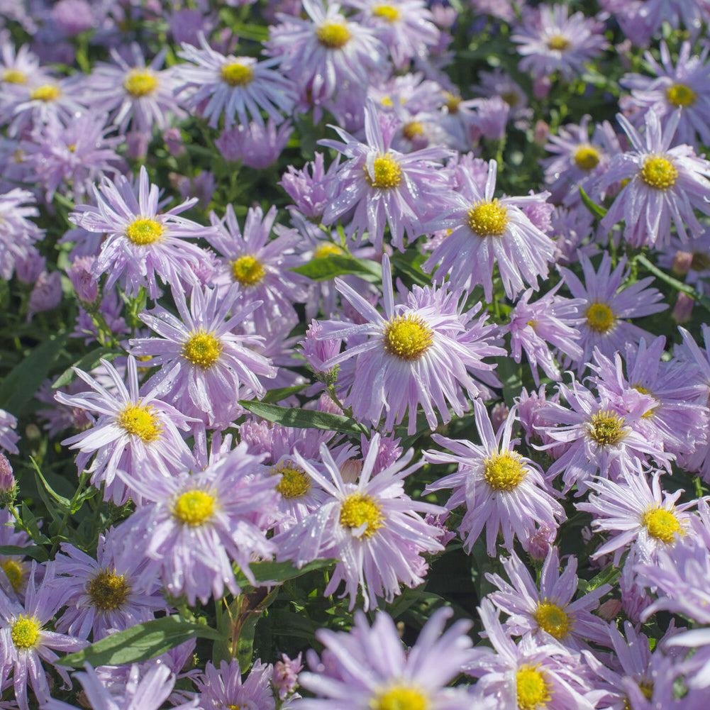 Bakker Aster Fellowship plante vivace pot 9cm rose