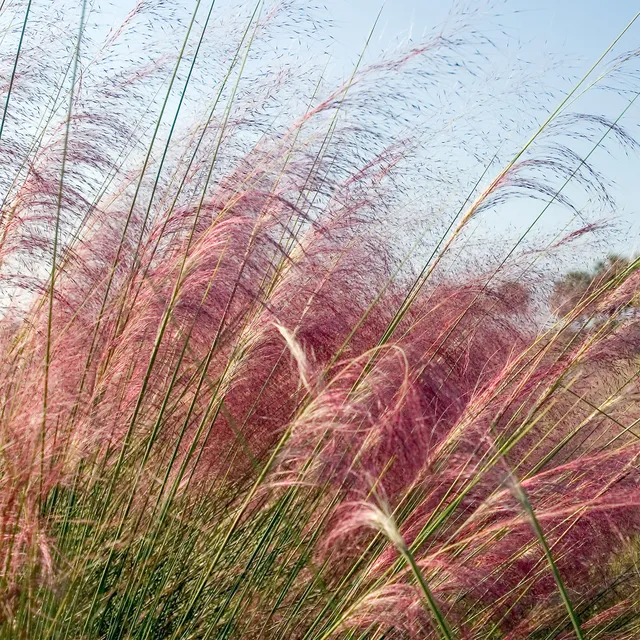 Bakker Muhlenbergia herbe aux épis roses 2 pots 9cm