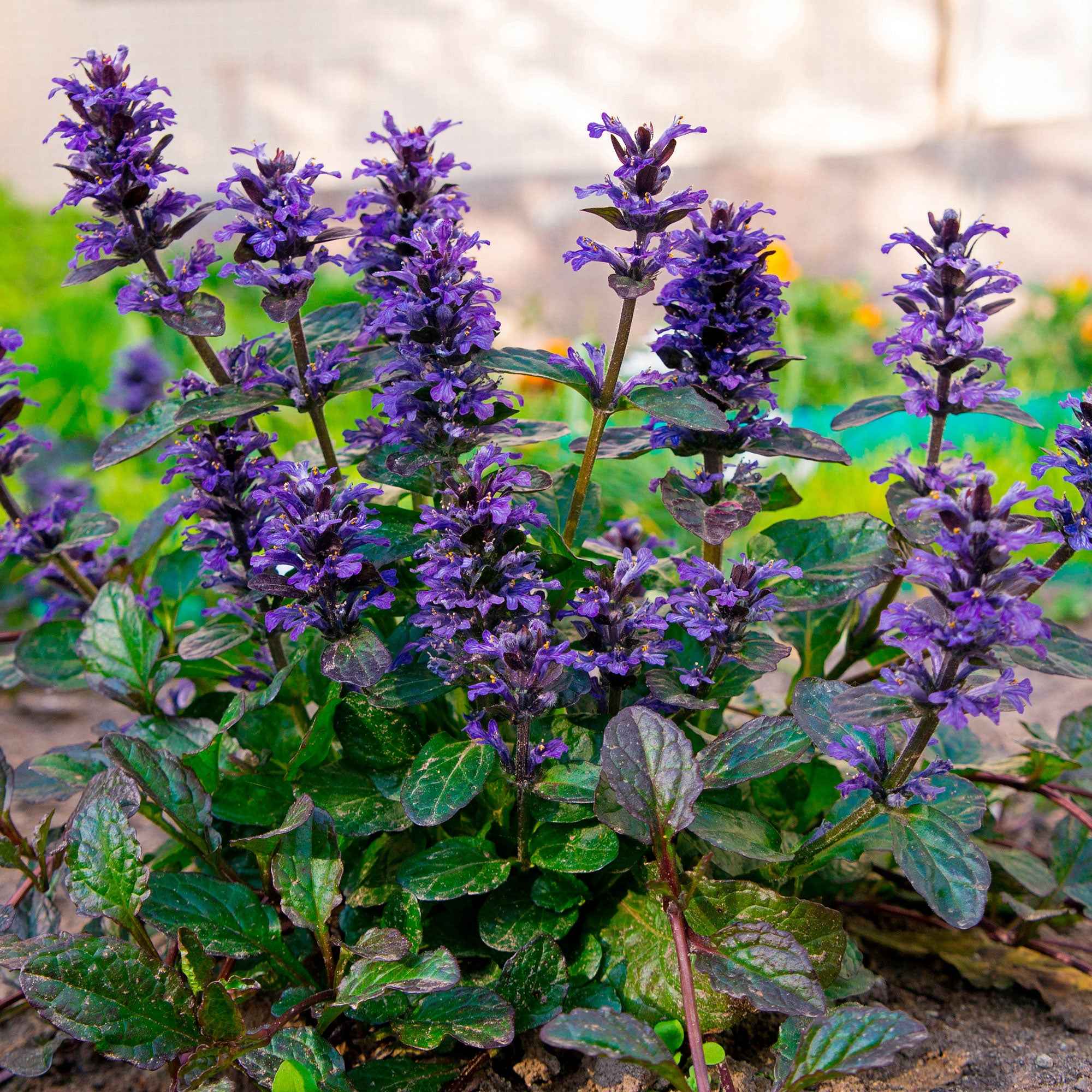 Bakker Bugle rampante Atropurpurea pot Ø9cm couvre-sol pourpre
