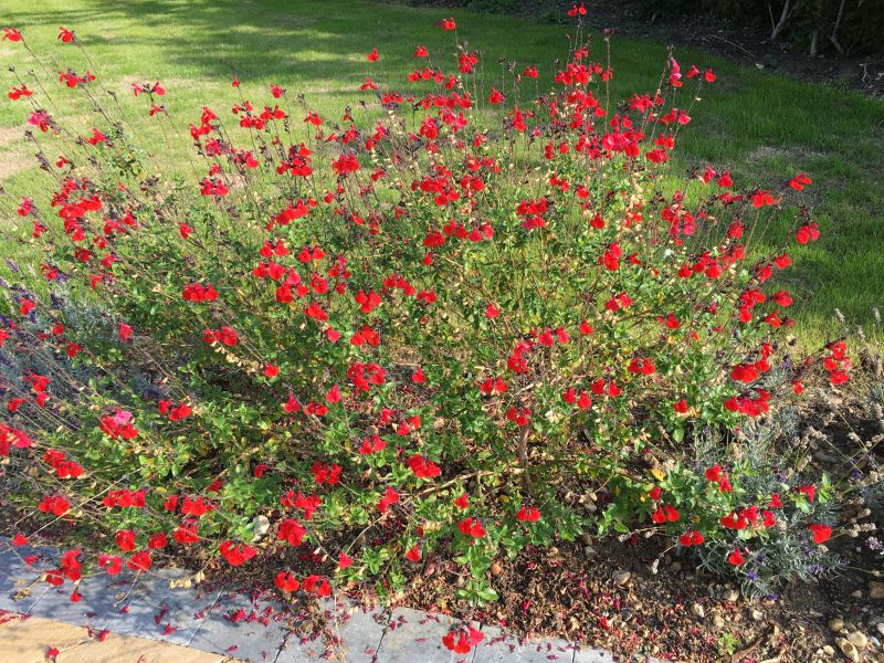 Passion Vivaces Salvia Royal Bumble sauge pot 1L rouge sang