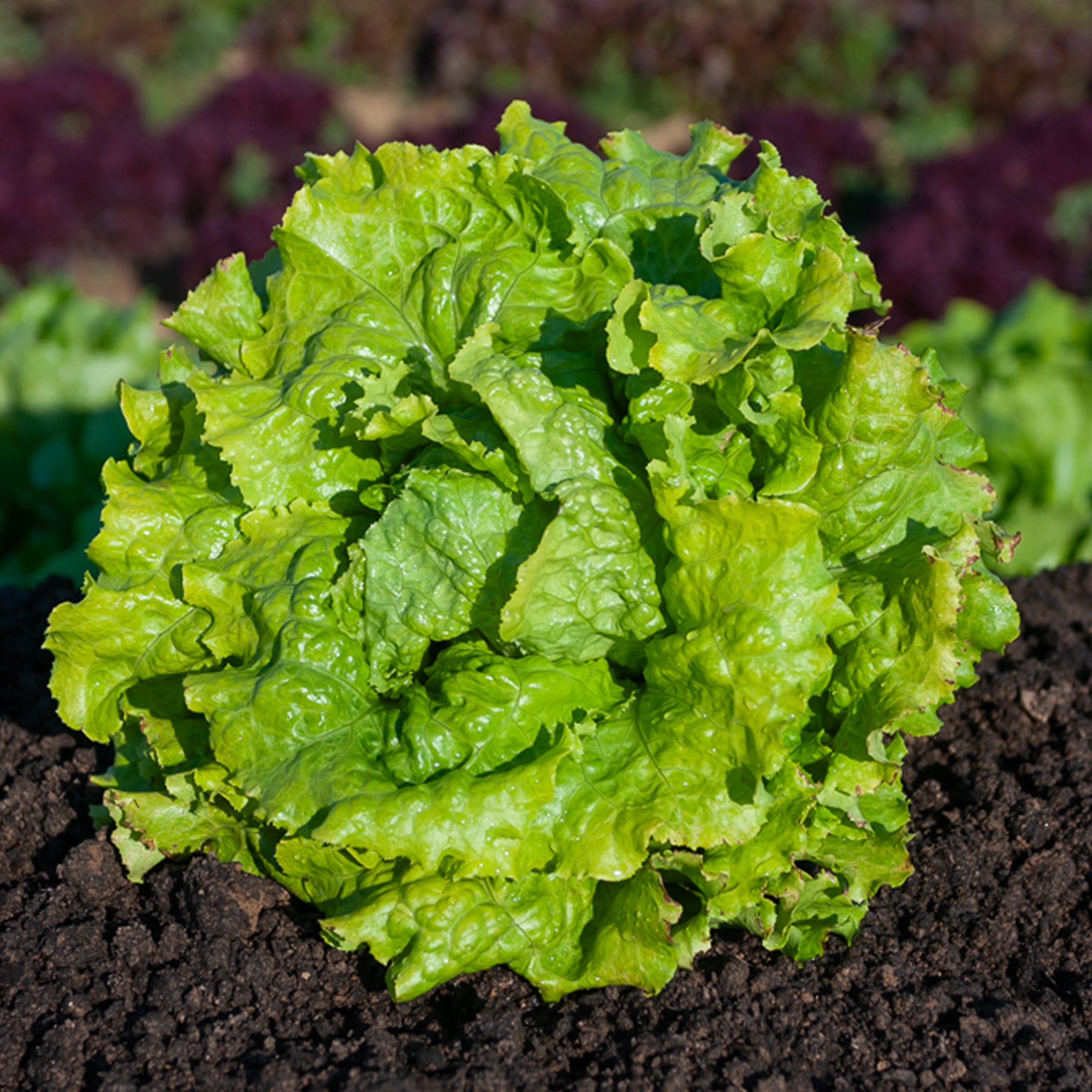 Bakker Laitue Batavia Dorée de printemps 20 g précoce