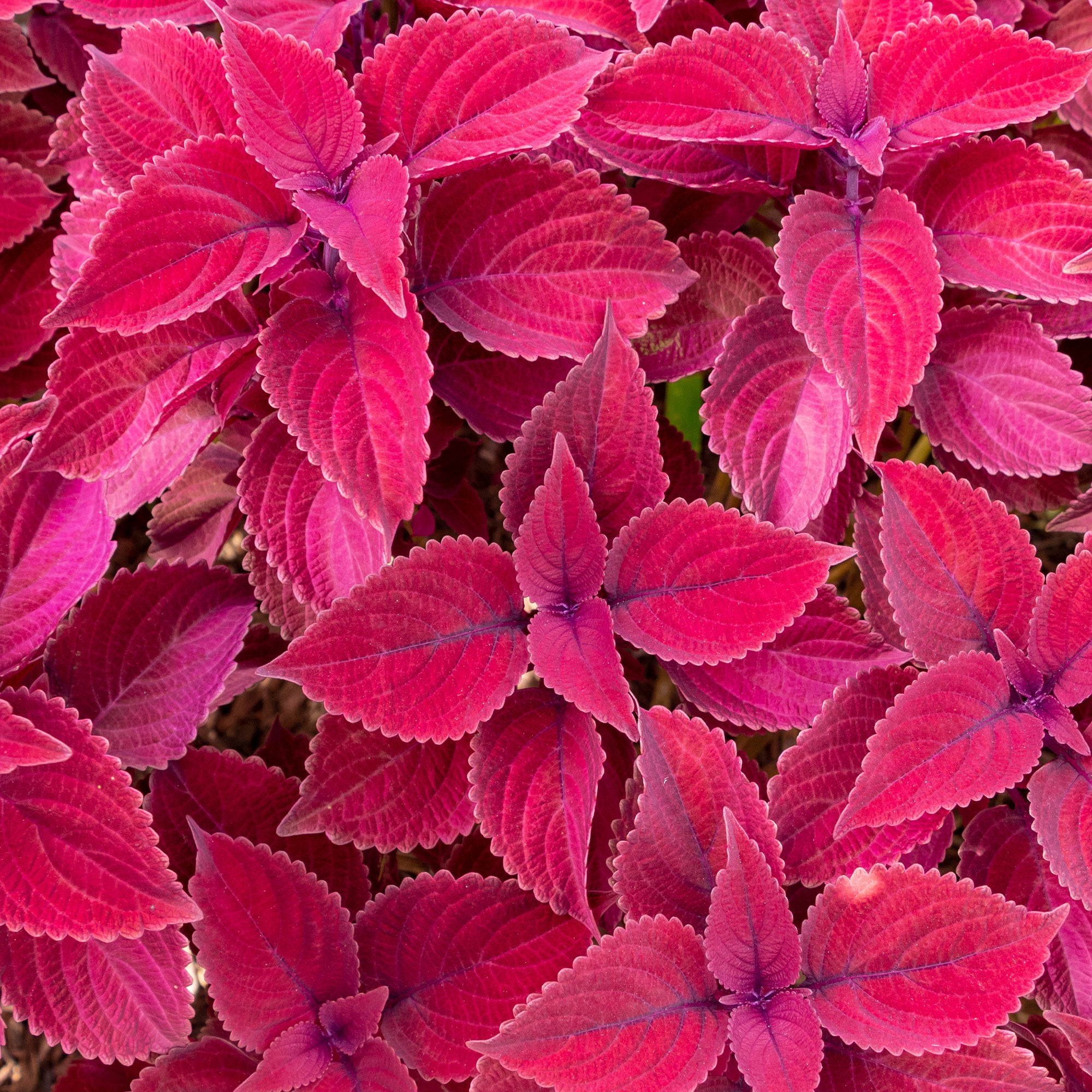 Bakker Plantes terrasses Coleus Red Head pot Ø 10,5cm rouge