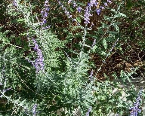 Passion Vivaces Perovskia Filigrane sauge de Russie bleue pot 1 L