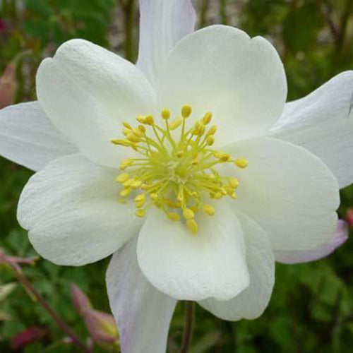 Bakker Ancolie Snow Queen plante vivace pot Ø9cm fleur blanche