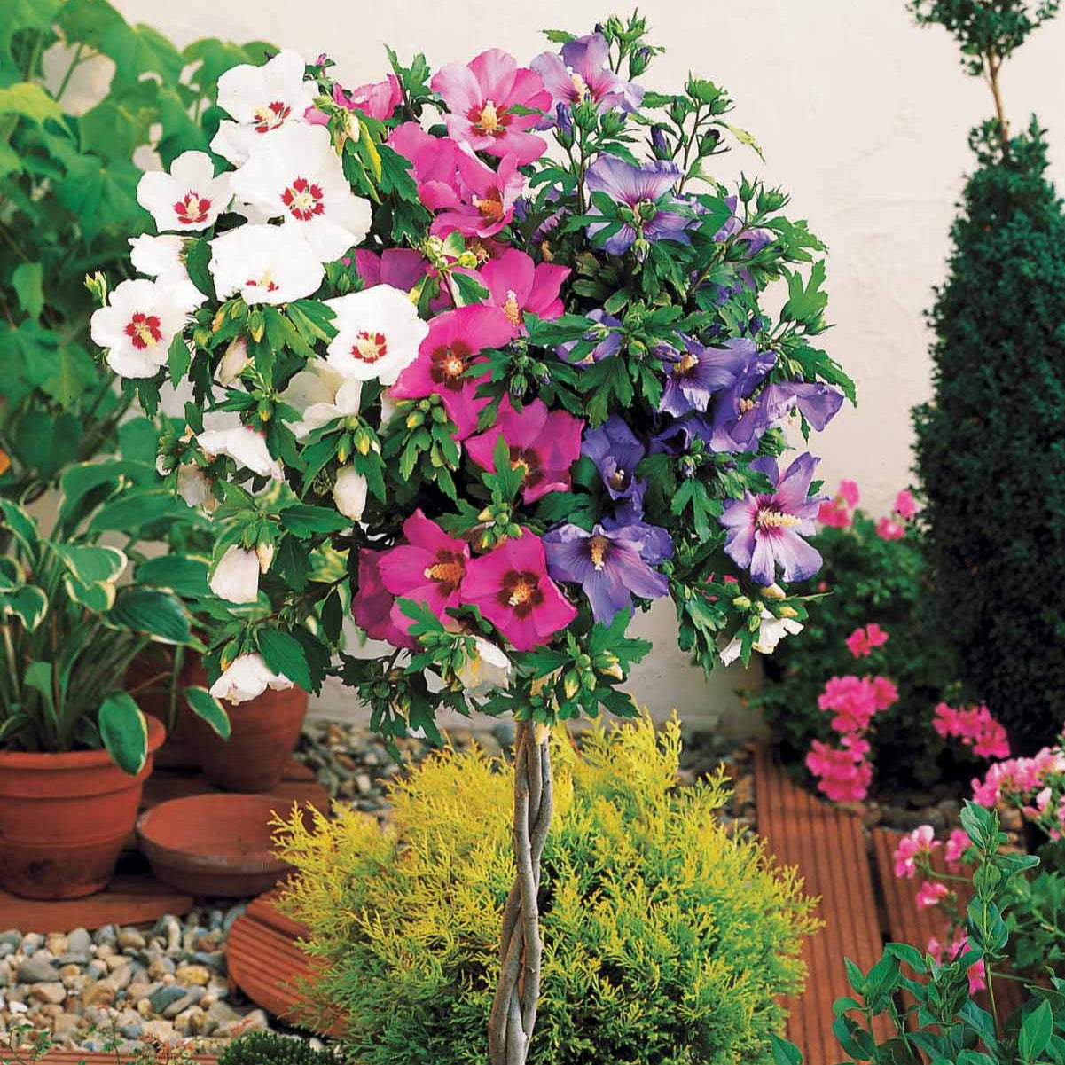 Bakker Hibiscus Rouge-Blanc-Bleu tige pot 4L 70-90cm