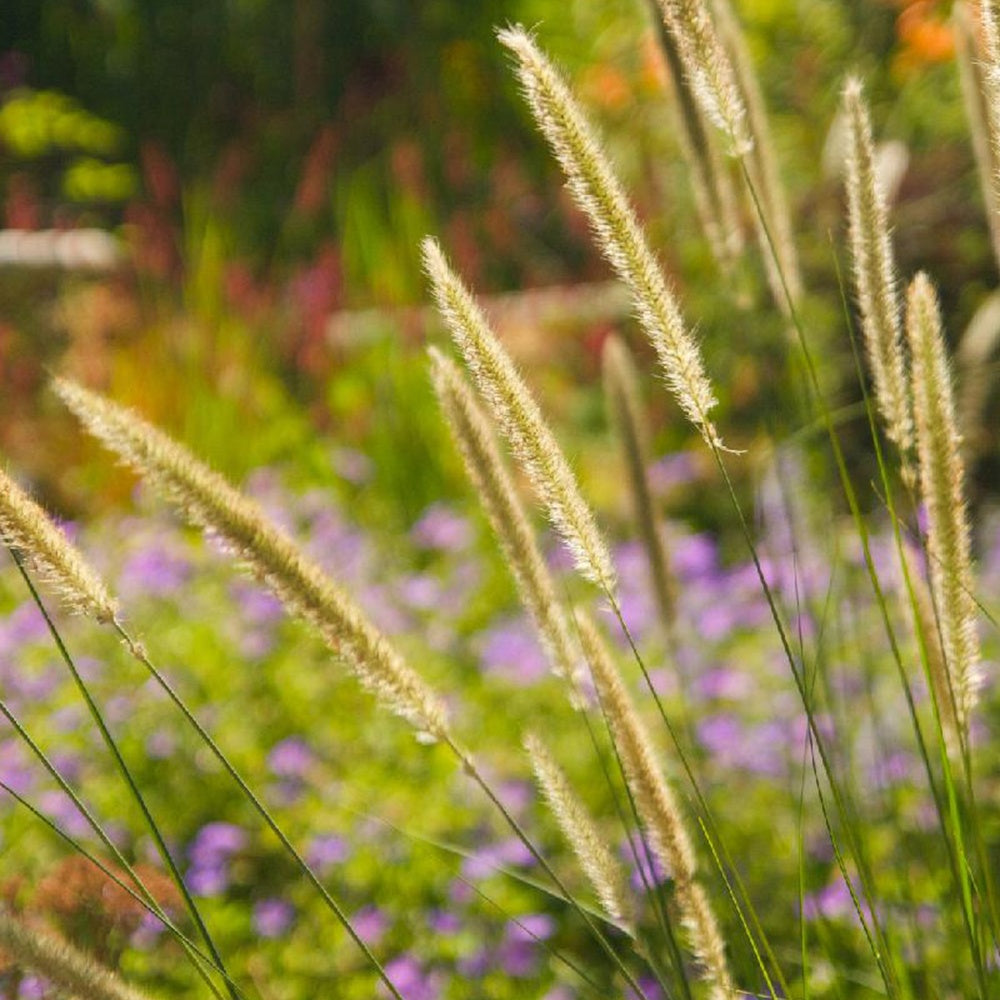 Bakker Pennisetum macrourum pot 9cm crème