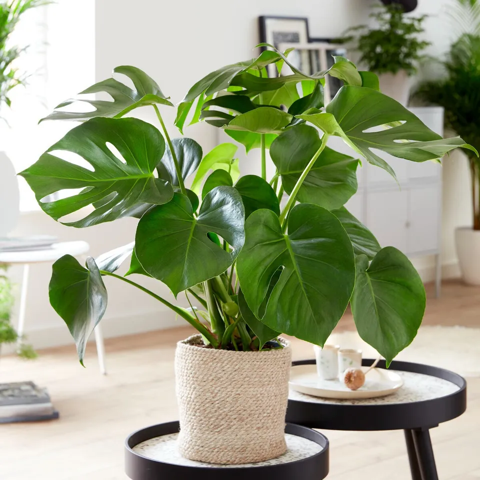 Bakker Monstera deliciosa plante verte pot 17 cm 40 cm