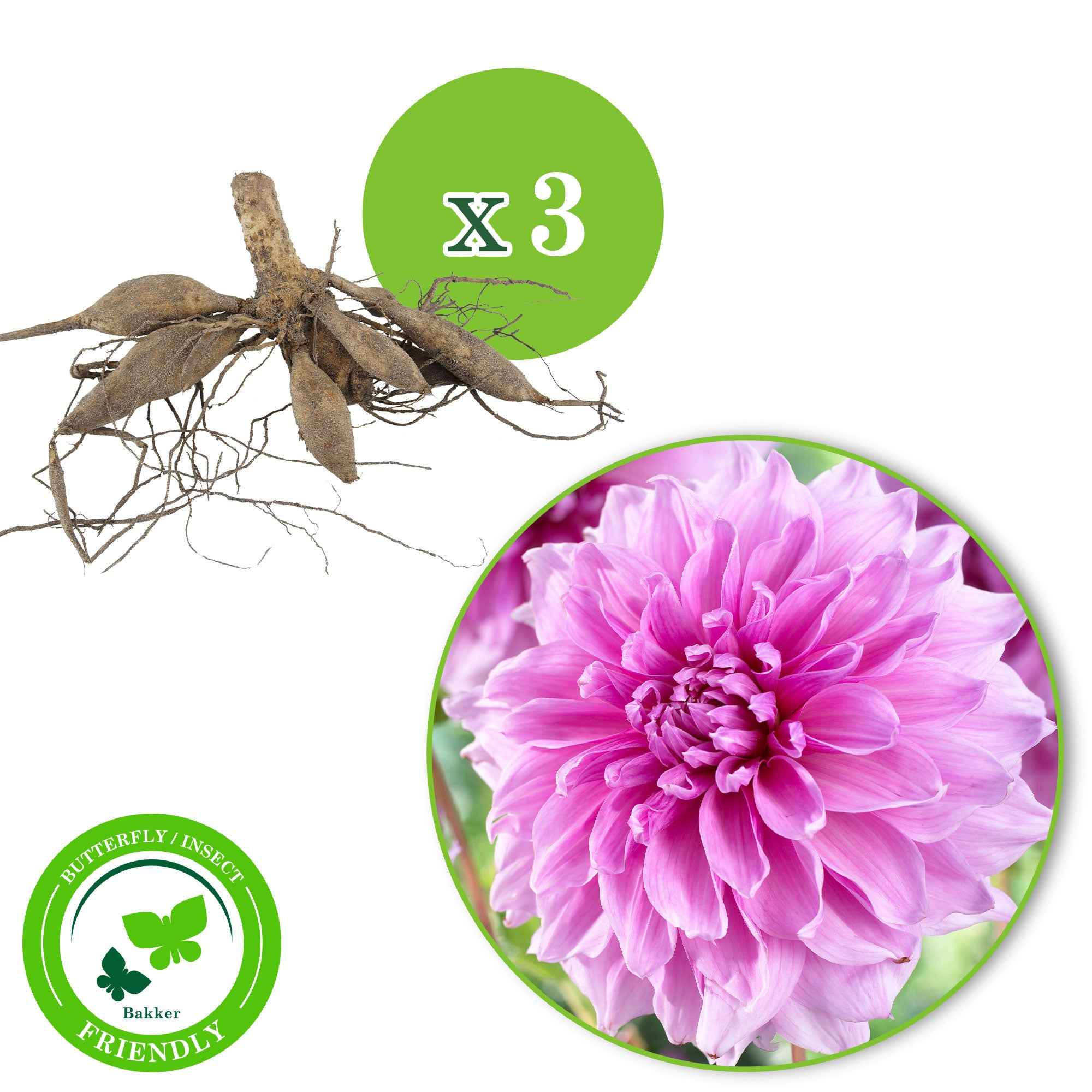 Bakker Dahlia Lavender Perfection bulbe 3 bulbes rose géant