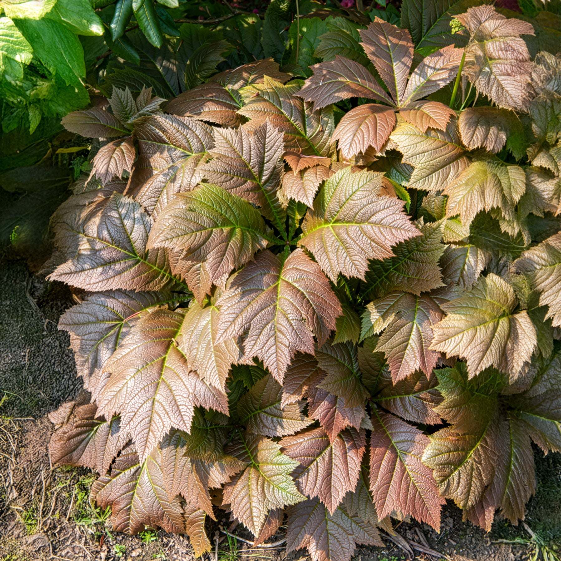 Bakker Rodgersia feuilles larges vivace pot 8cm crème