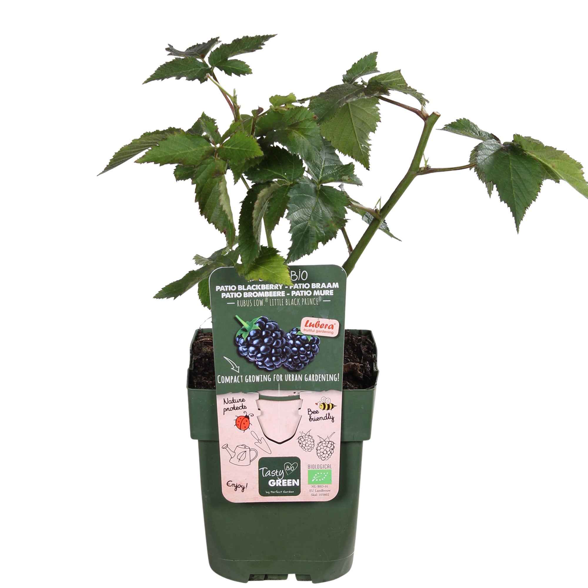 Bakker Little Black Prince mûrier pot 13 cm bio noir