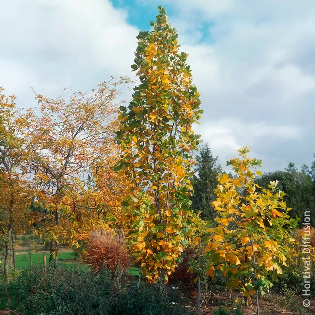 Bakker Arbustes Tulipier de Virginie Fastigiatum jaune 4,5L