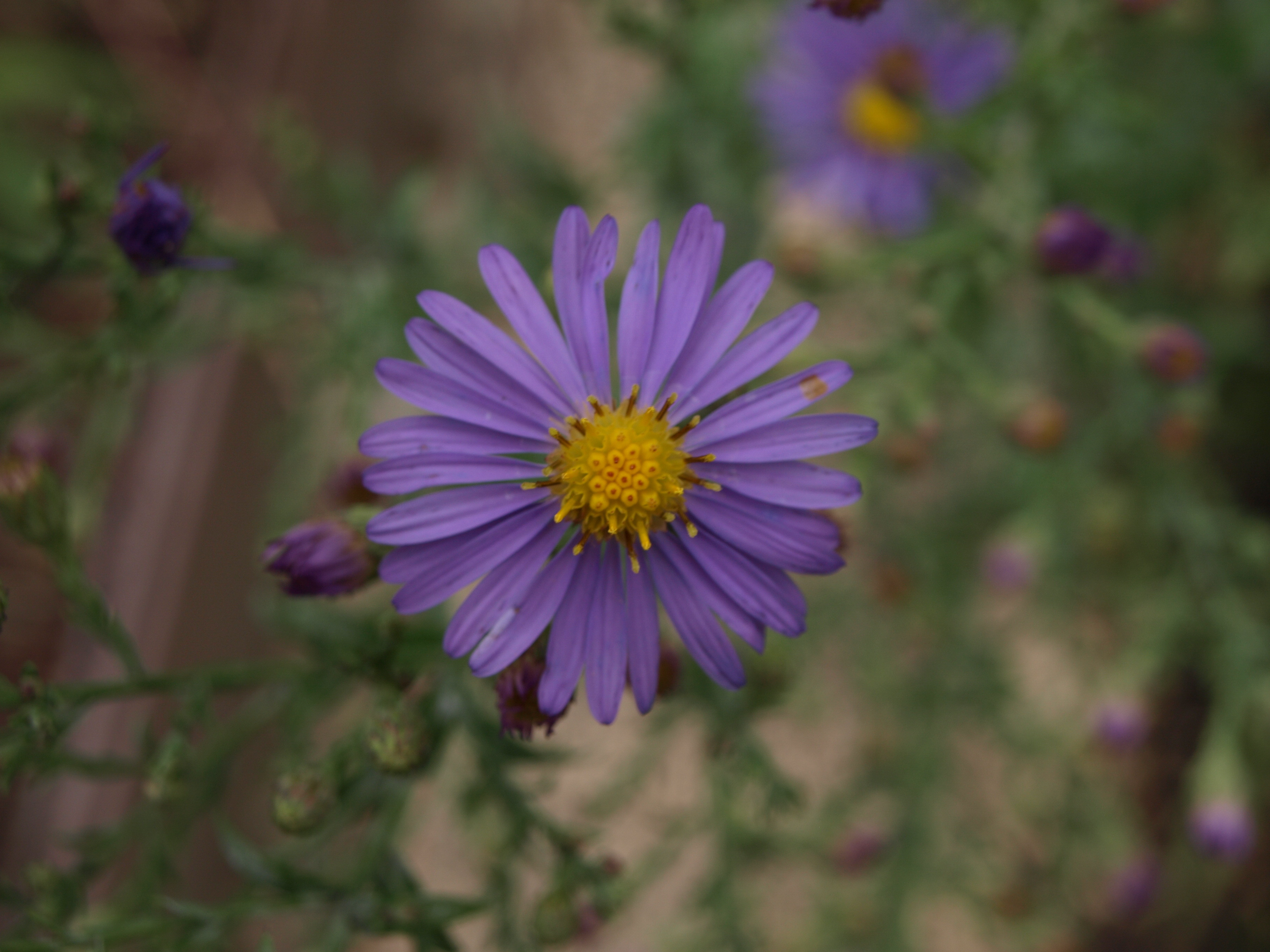 Passion Vivaces ASTER Bluebird plante vivace godet bleu