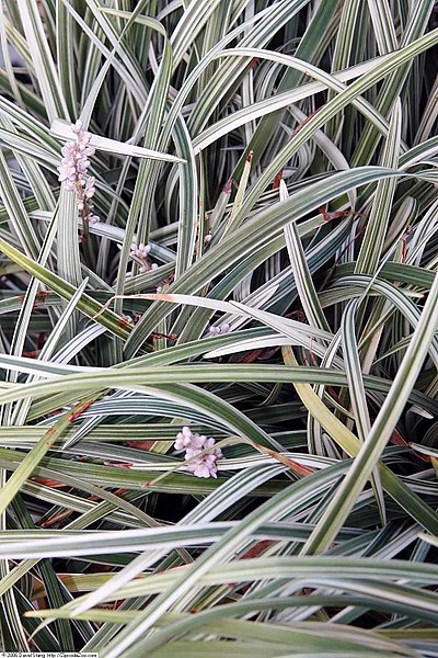 Passion Vivaces Liriope spicata Silver Dragon plante pot 1L panaché